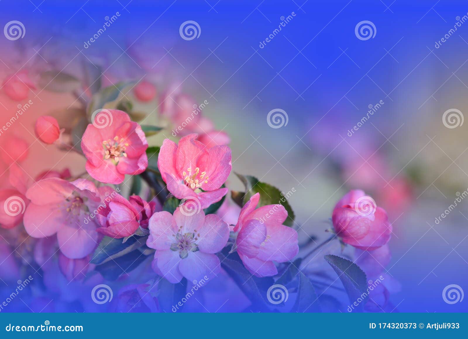 Beautiful Nature  ,. Blue    Flower. Stock Image - Image  of color, bokeh: 174320373