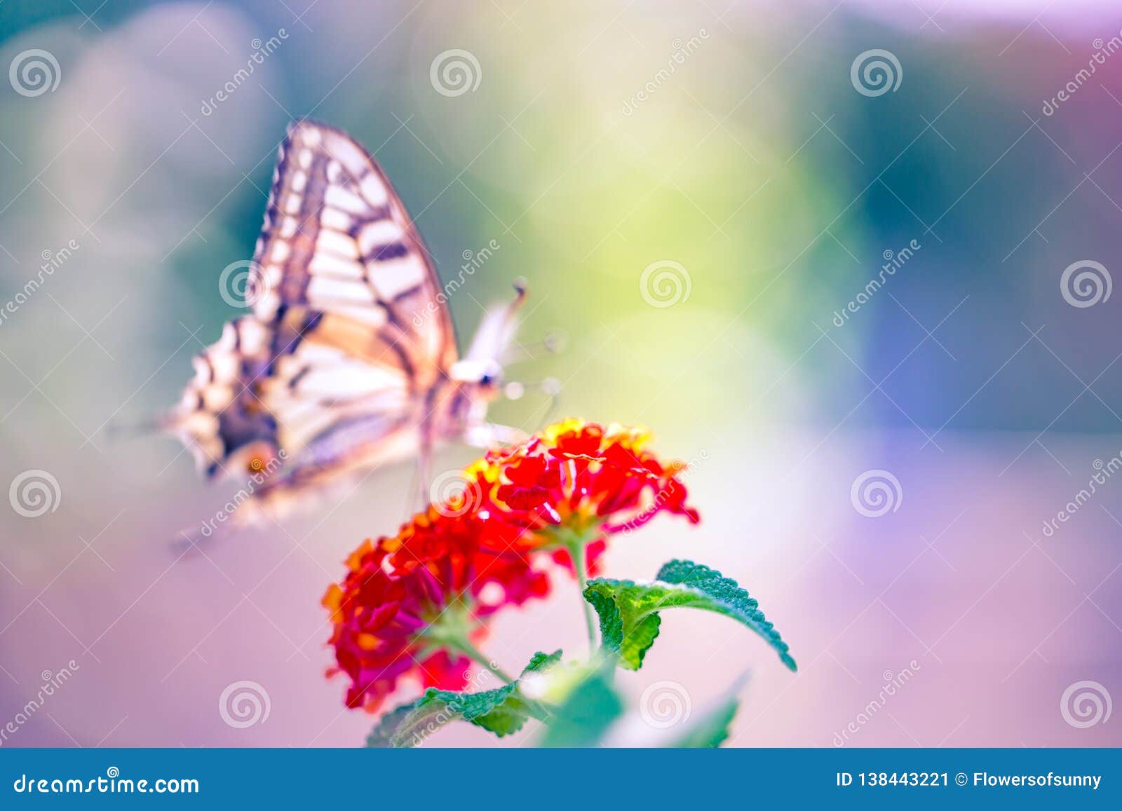 Featured image of post Butterfly Beautiful Pictures Of Nature : So, here are 20 beautiful butterflies with beauty that makes you admire the nature.