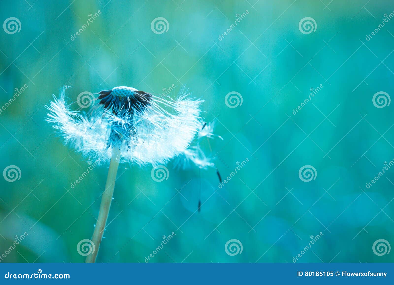 Beautiful Nature Background Concept Design Stock Image - Image of daisy