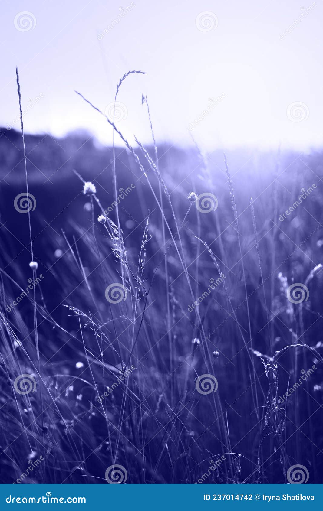 beautiful nature background with dry wildflower plant in the field toned in very peri color of the year 2022. selective