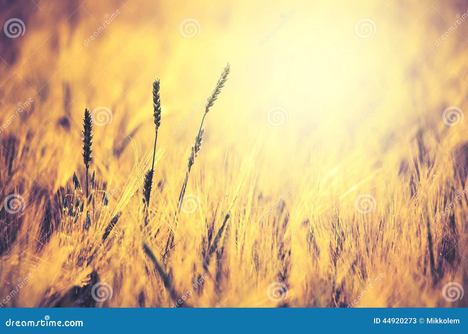 Beautiful Nature Background Stock Image - Image of dawn, sunlight: 44920273