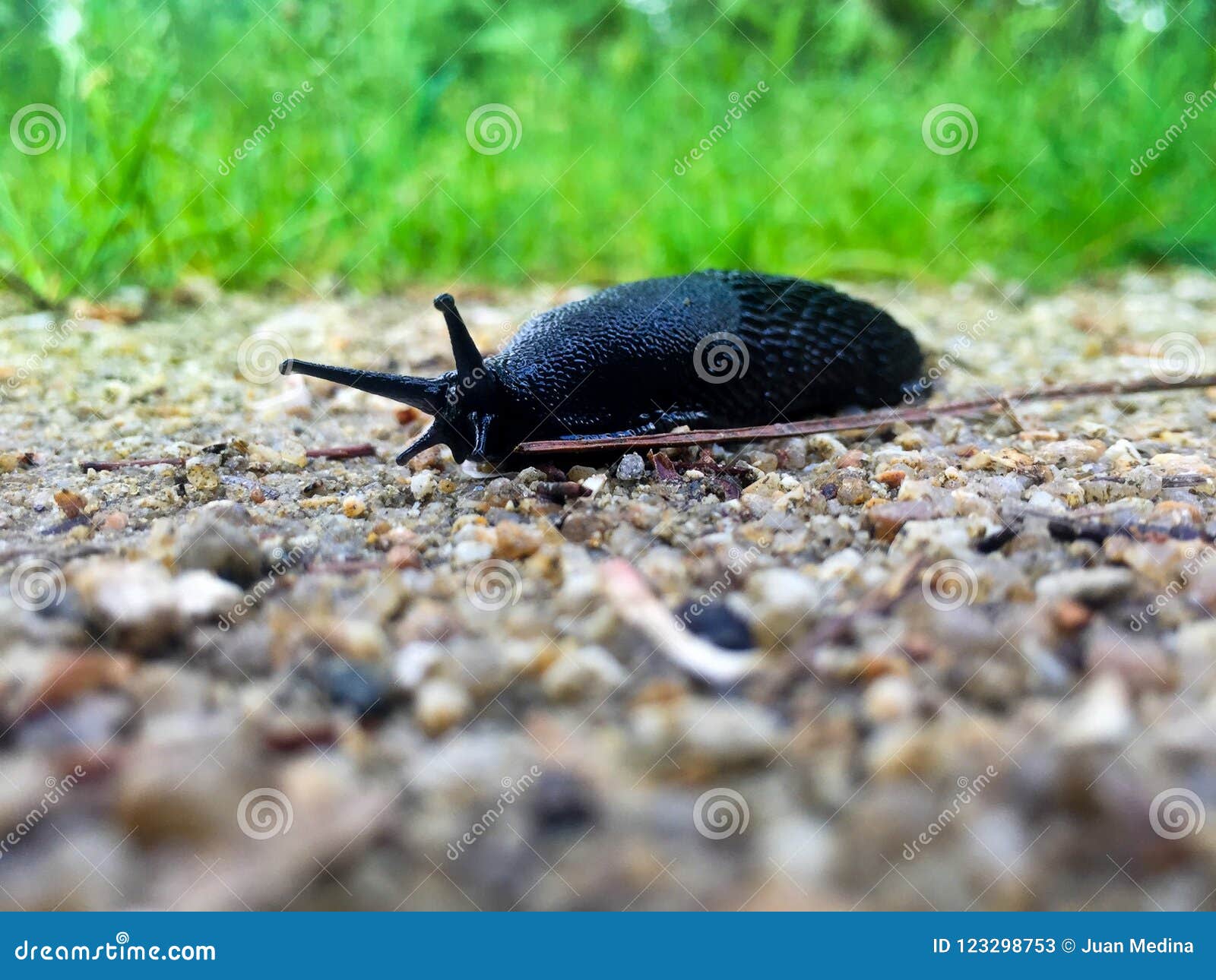black slug at the park