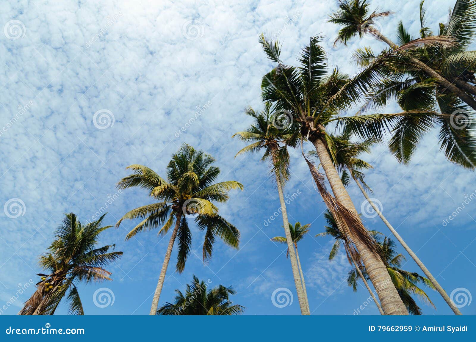 Beautiful Nature, Coconut Tree Over Cloudy Blue Sky Background Stock ...