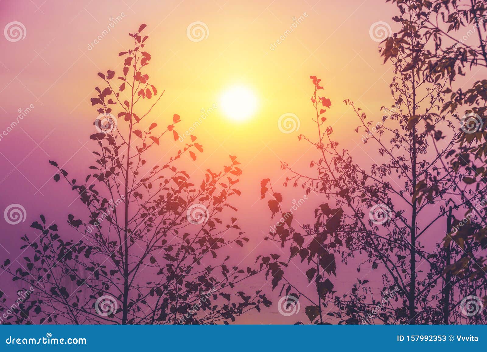 Branches of Trees Against Gradient Sunrise Sky Stock Image - Image of