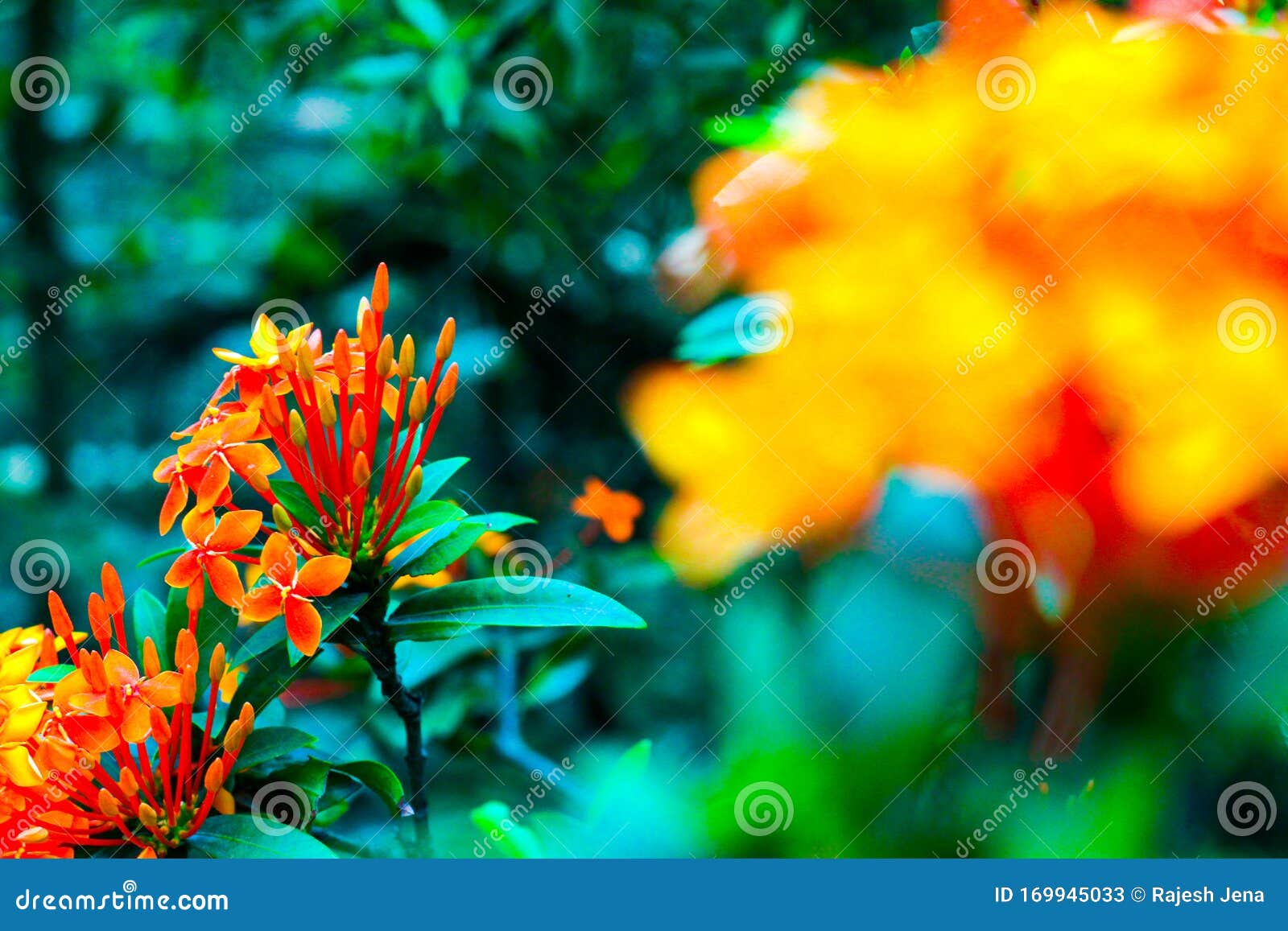 Nature flowers background Royalty Free Vector Image