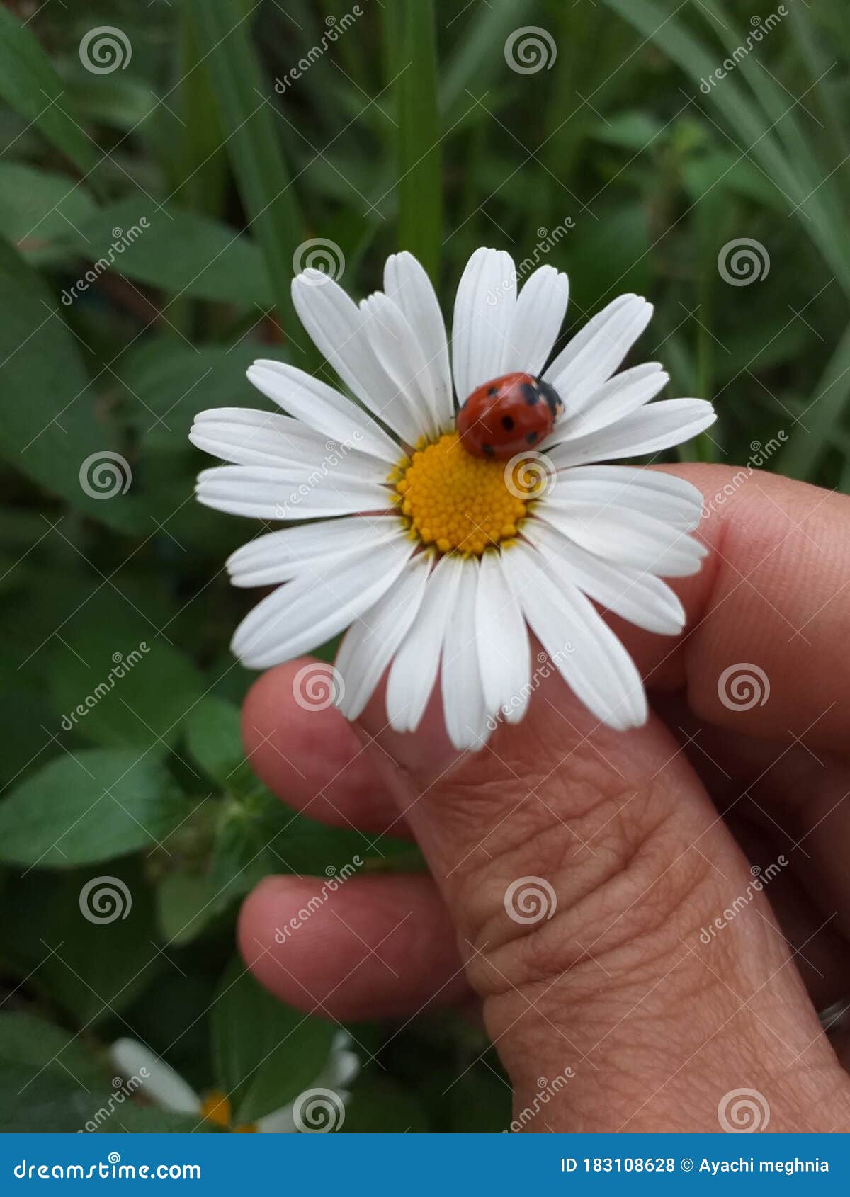 beautiful nature garden flower colore