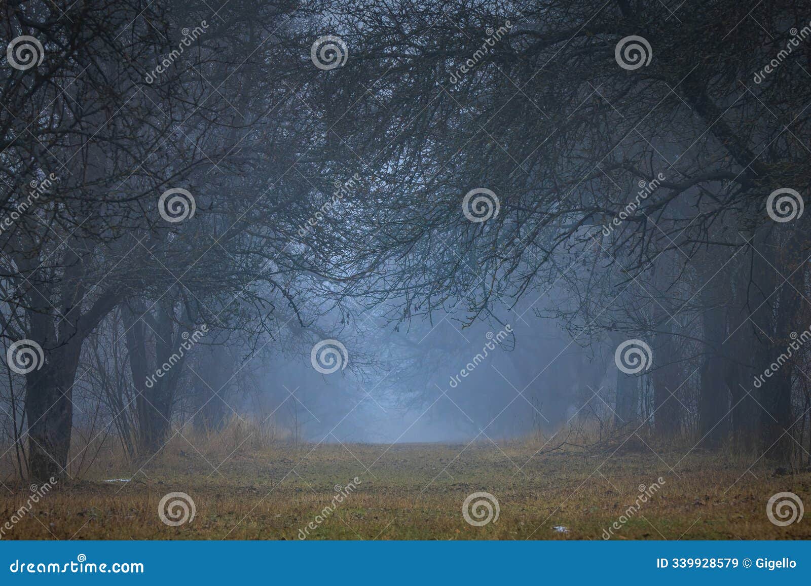 a beautiful nature photo of a frosty morning