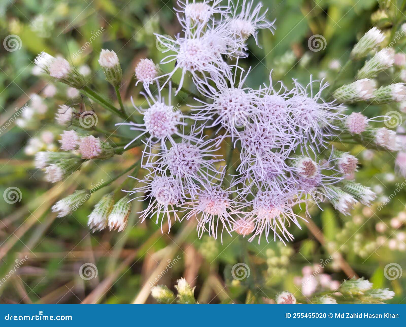 Beautiful Nature Plant Whiteflower View Stock Photo Image of