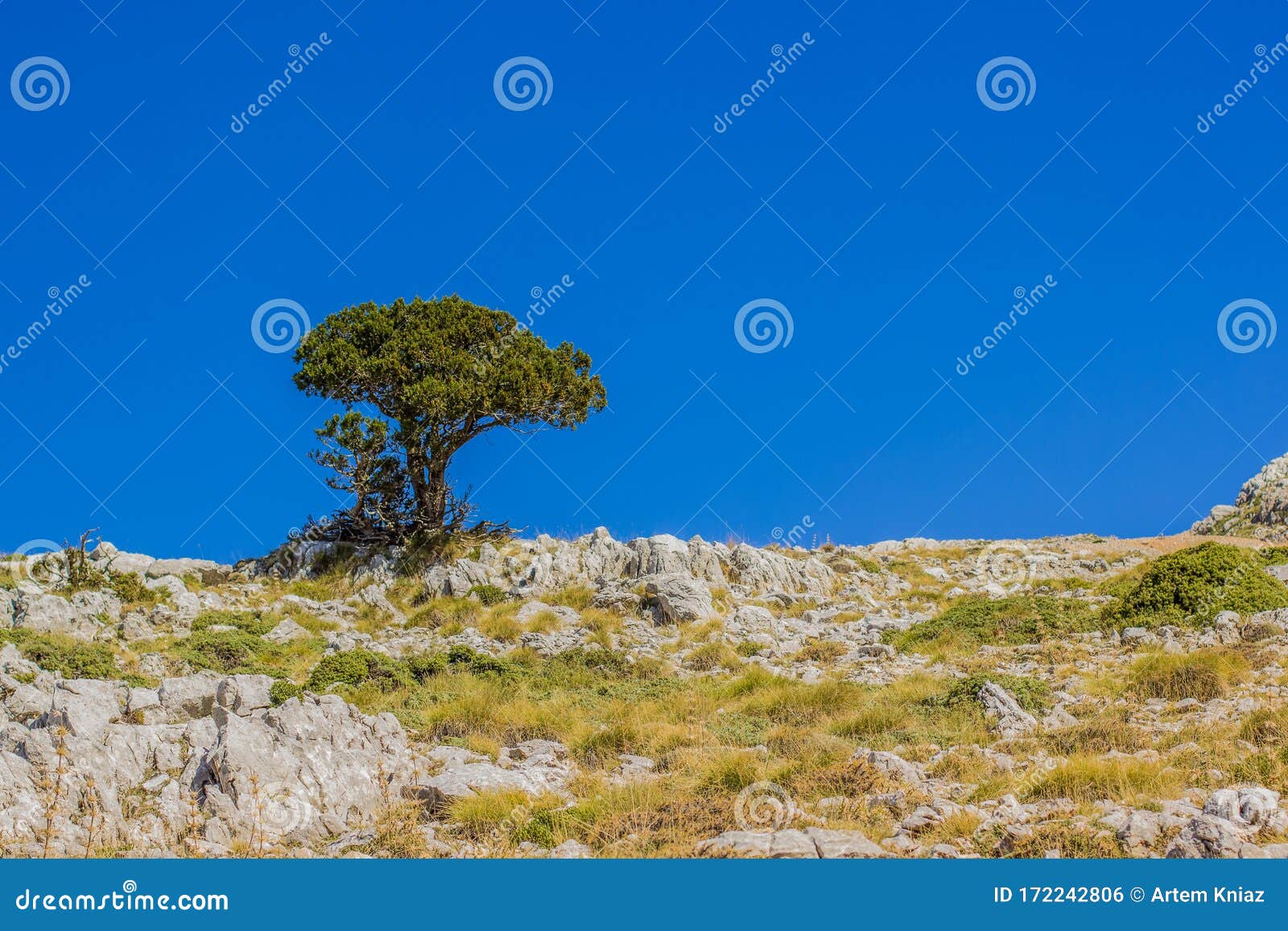 Beautiful Nature Wallpaper View of Lonely Tree on Top of the Mountain Ridge Landscape with Rock Stones Grass and Blue Sky Stock Photo - Image of copy, beautiful: 172242806 Beautiful Nature Wallpaper View of Lonely Tree on Top of the Mountain Ridge Landscape with Rock Stones Grass and Blue Sky Stock Photo - Image of copy, beautiful: 172242806