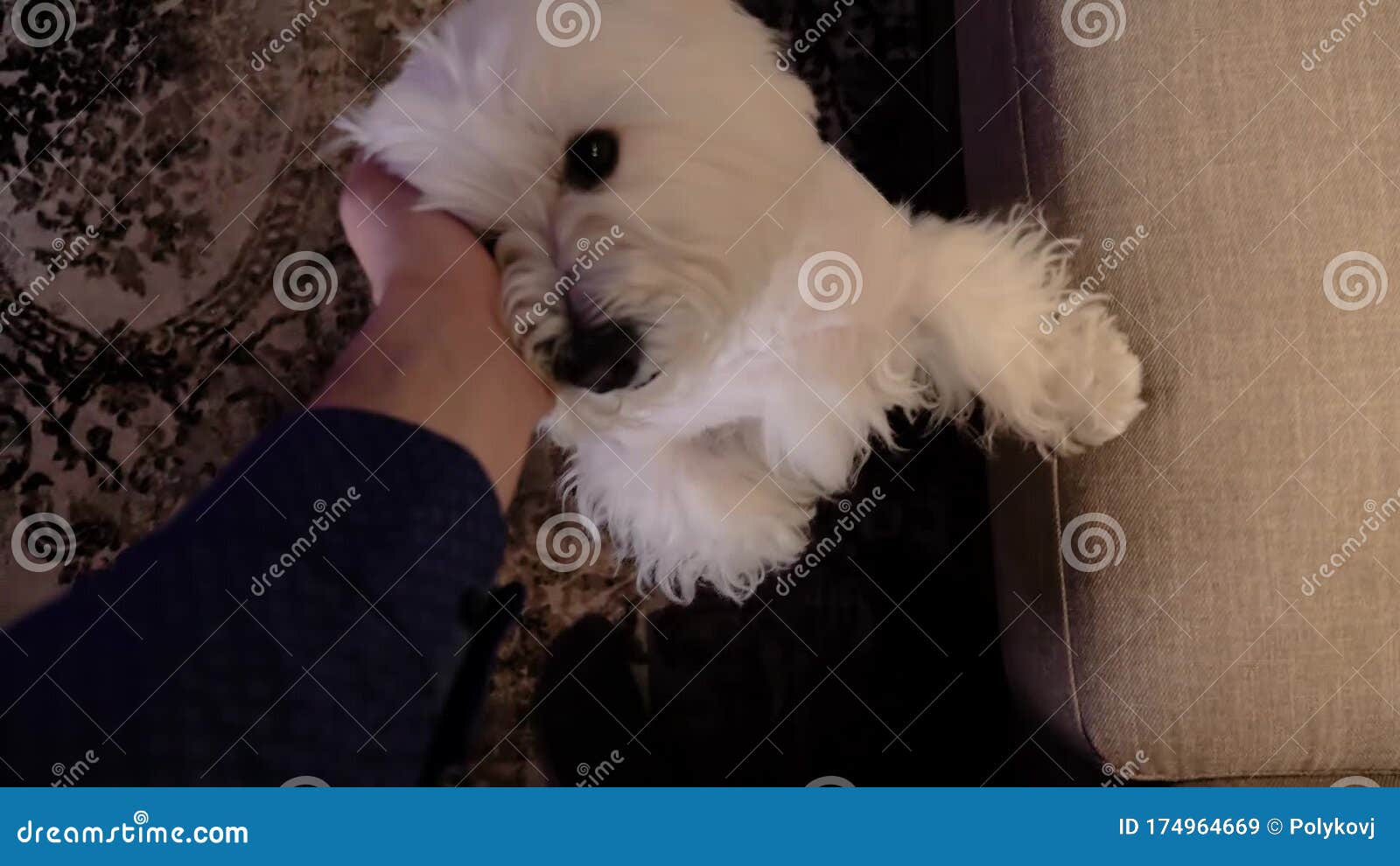 Beautiful Natured White Dog Look at the Camera. Stock Video Video of