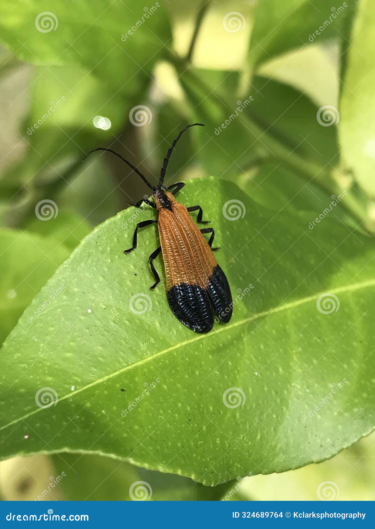 beautiful net-winged beetle - calopteron terminale in morgan county alabama usa
