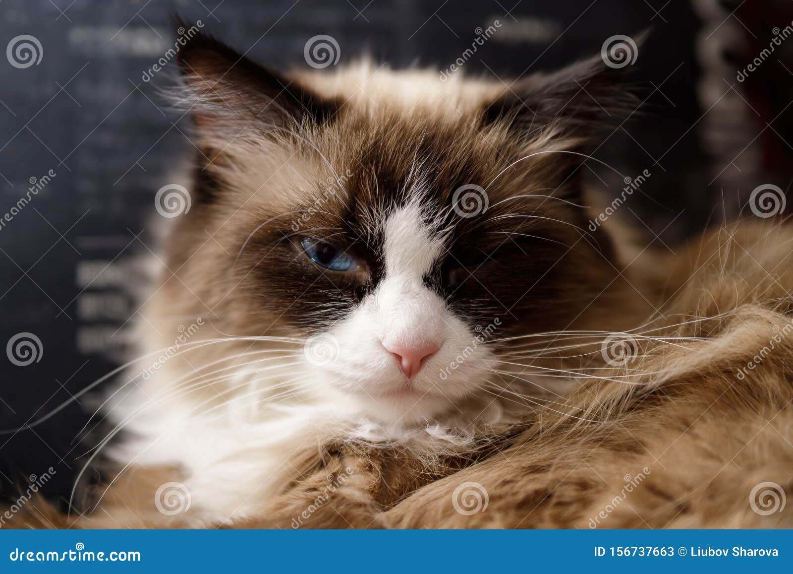 A Beautiful Neva Masquerade Cat It Is A Subspecies Of The Siberian Cat Stock Image Image Of Comfort Masquerade 156737663
