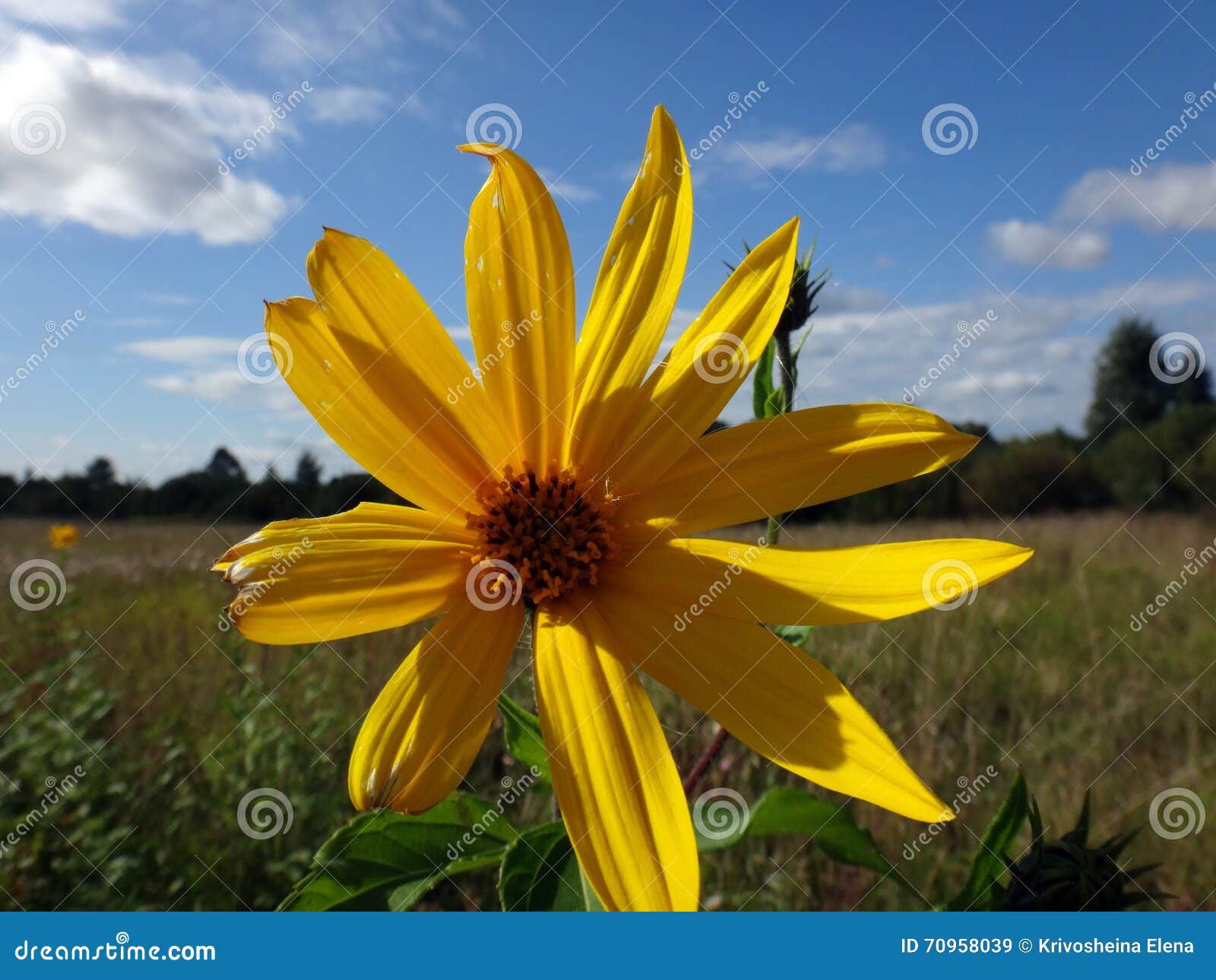 Beautiful nice flower stock image. Image of summer, admiration 70958039