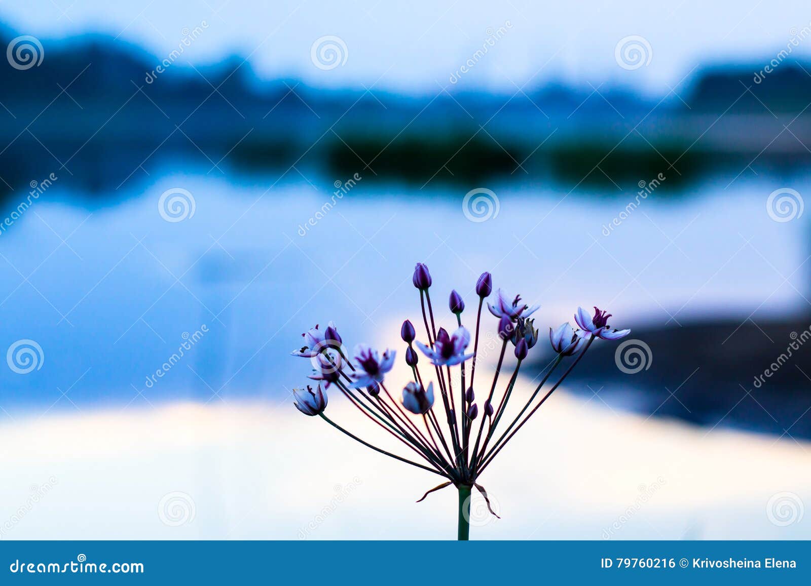 Beautiful Nice Flower in a Good Evening Stock Photo - Image of flower ...