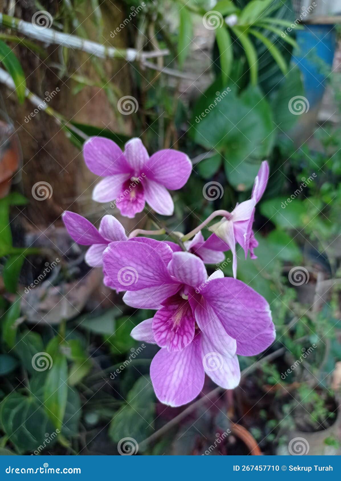 Beautiful Nice Orchid Flower Stock Photo Image of nice, natural
