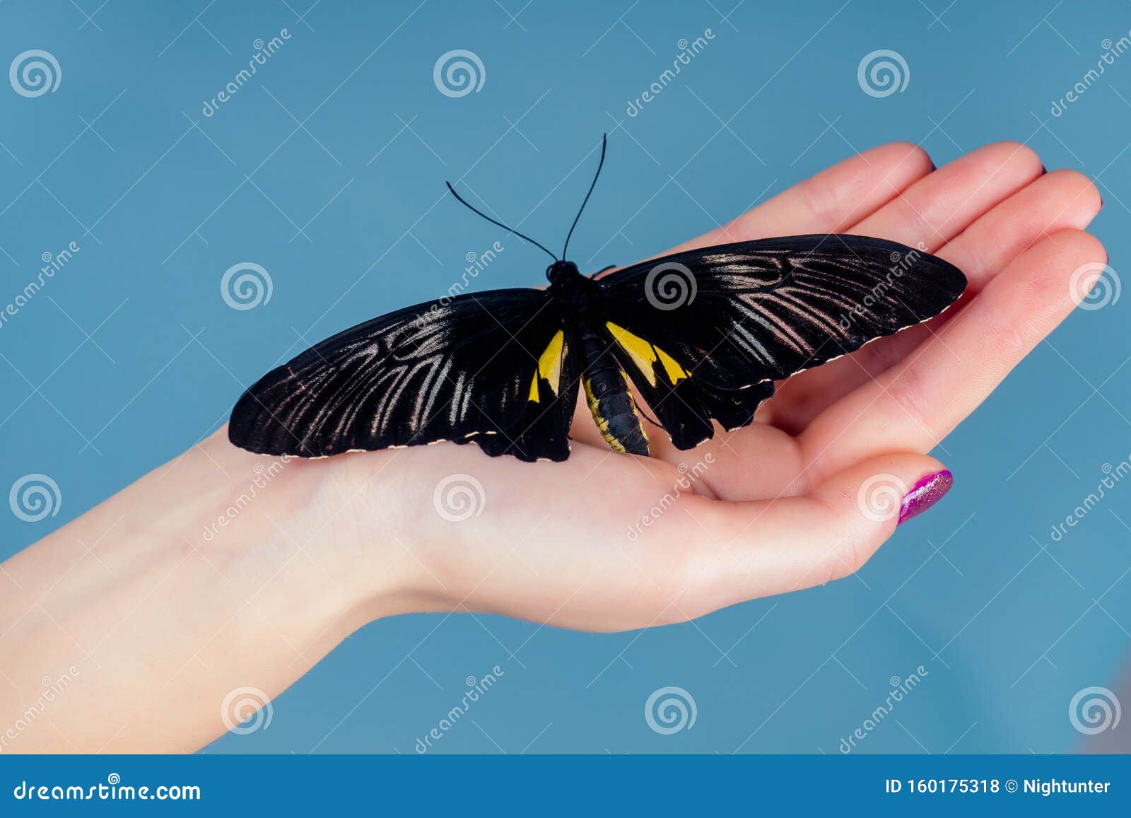 Nude photos Butterfly Nude Butterfly