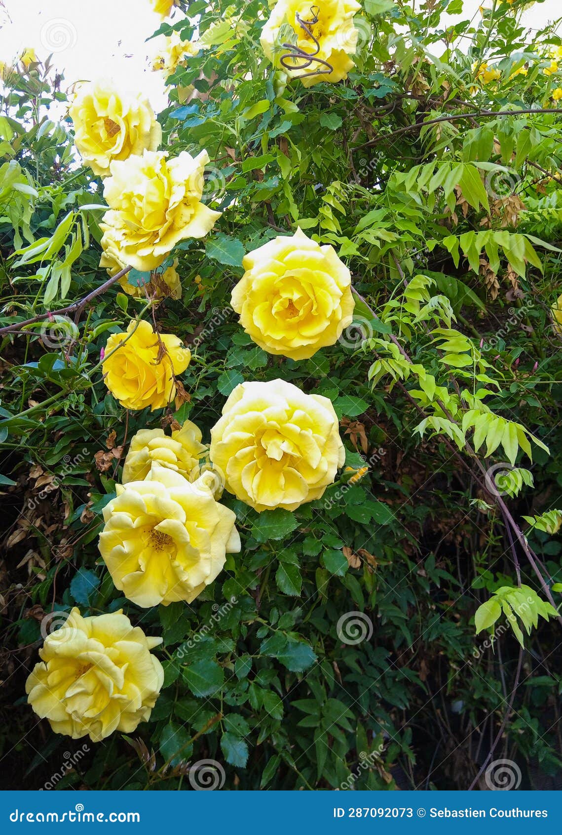 beautiful and numerous roses (rosa) of yellow color growing on a rosebush