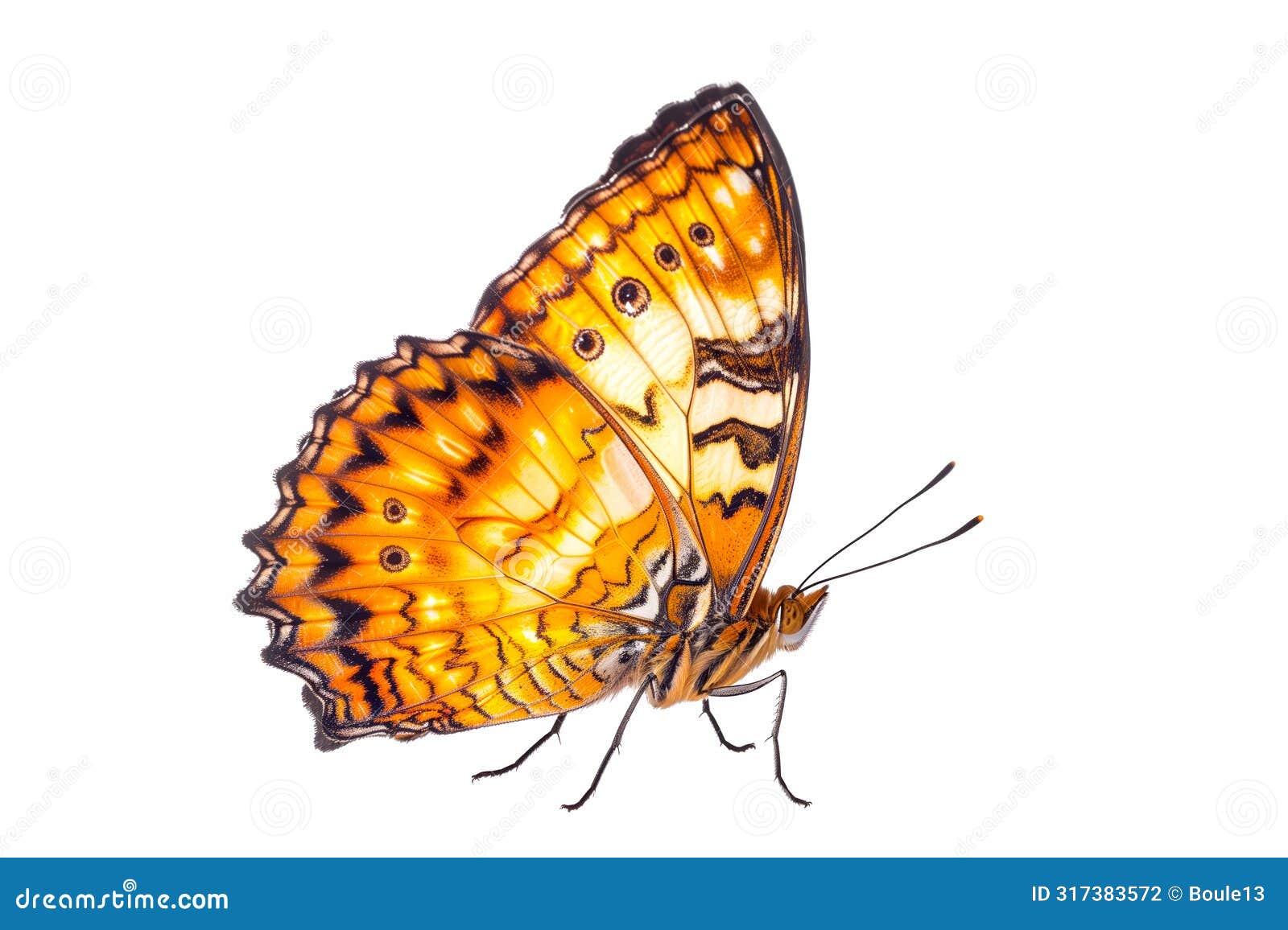 beautiful nymphalidae butterfly  on a white background. side view