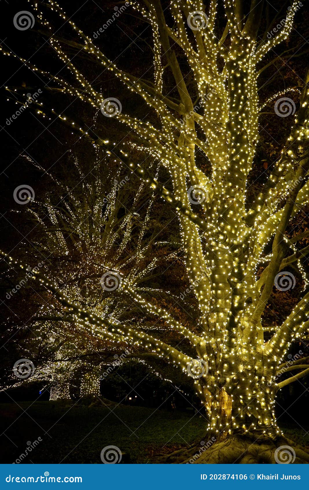 Beautiful Oak Trees with Branches Decorated in Yellow Lights Stock