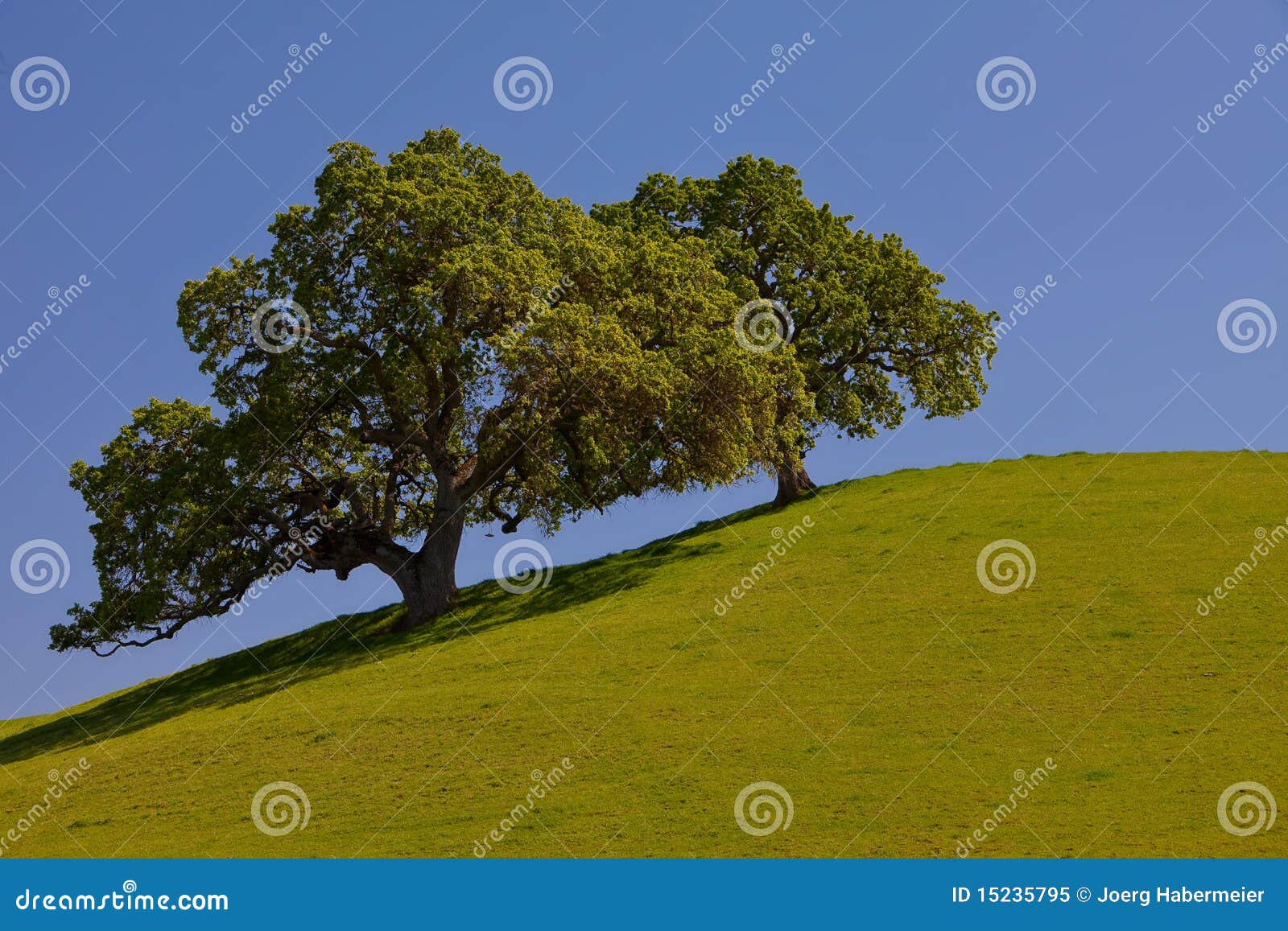 beautiful oak tree photography