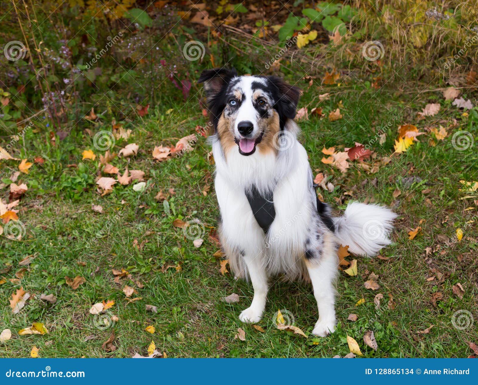 Beautiful Odd-eyed Merle with Copper and White Trim Australian Shepherd ...