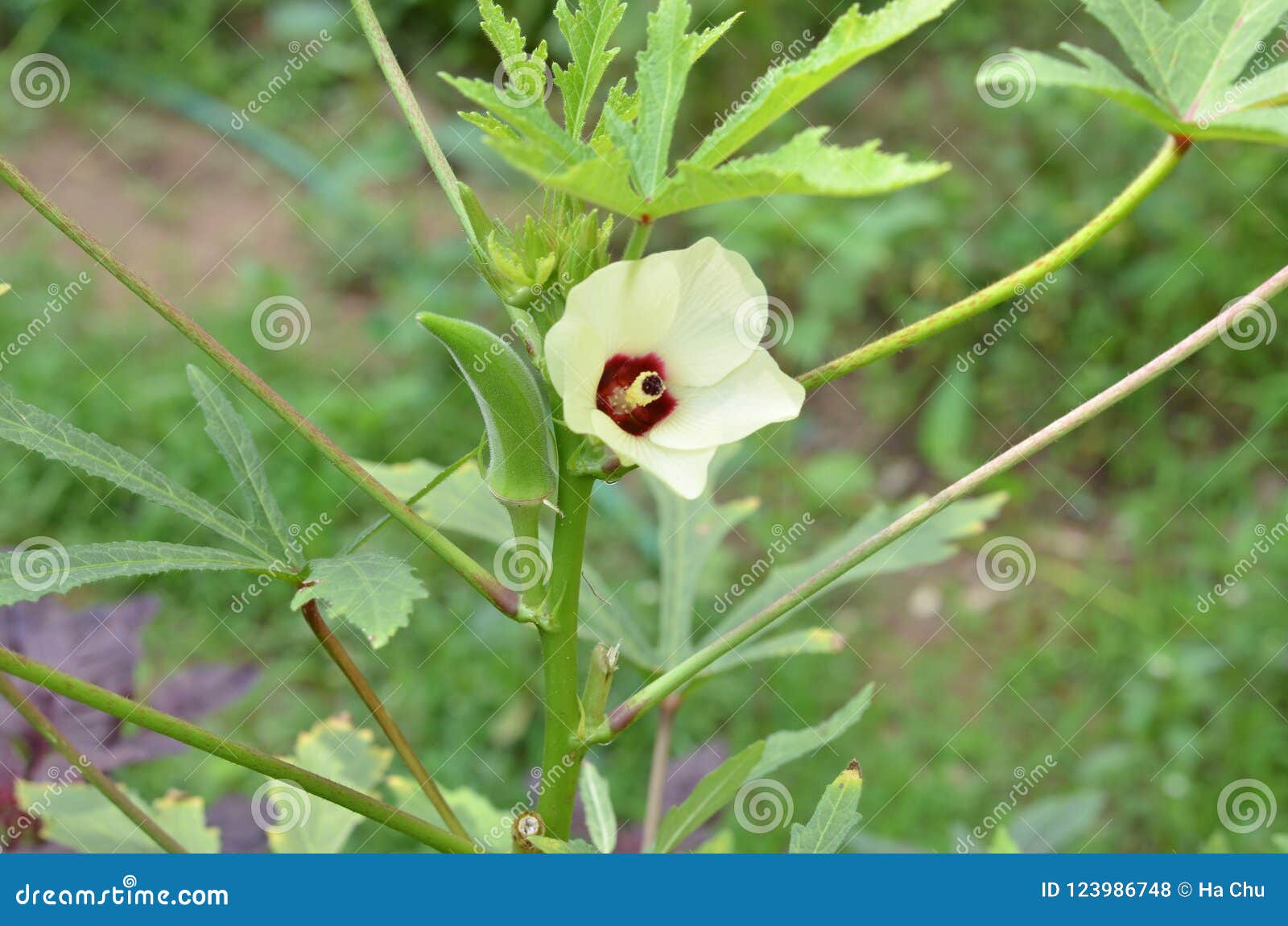 Beautiful Okra Flower and Fruit in the Garden Stock Photo Image of