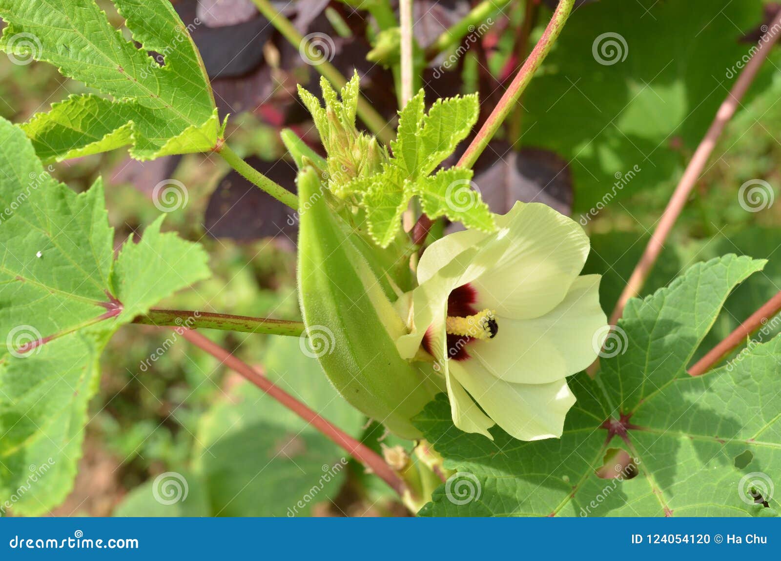 Beautiful Okra Flower with Fruit Stock Photo Image of fiber