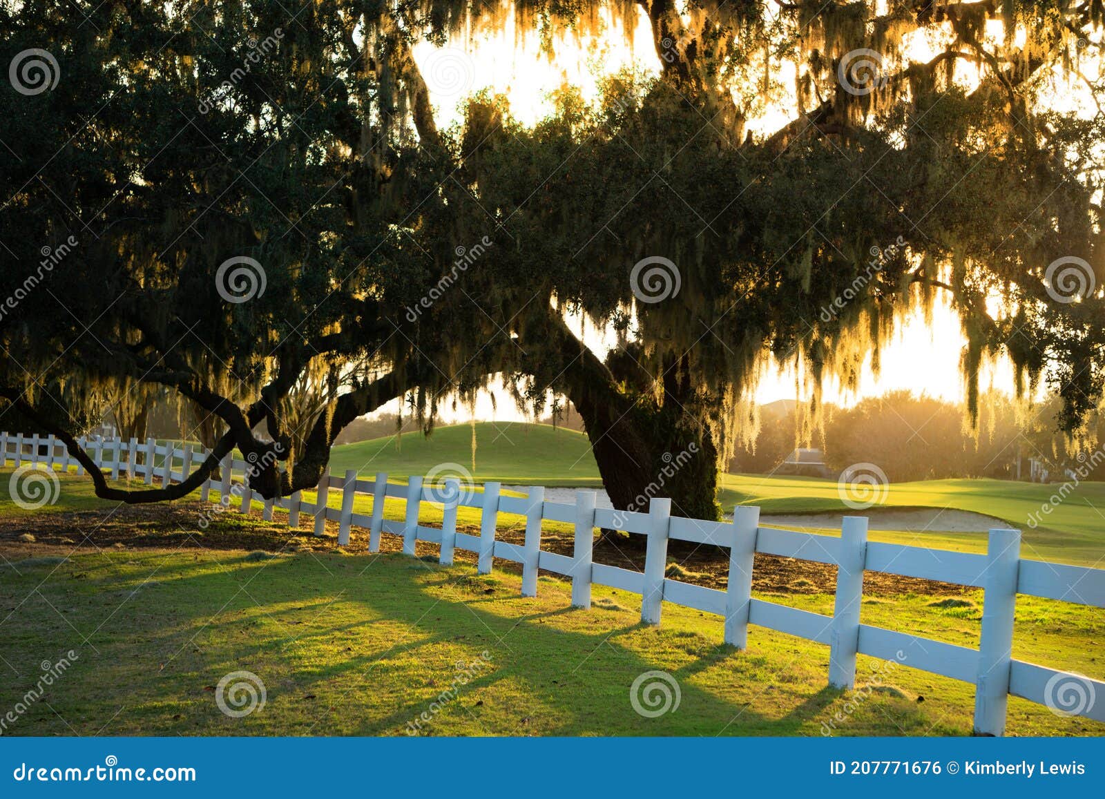 a beautiful, old live oak tree with moss hanging on it in the villages, florida.