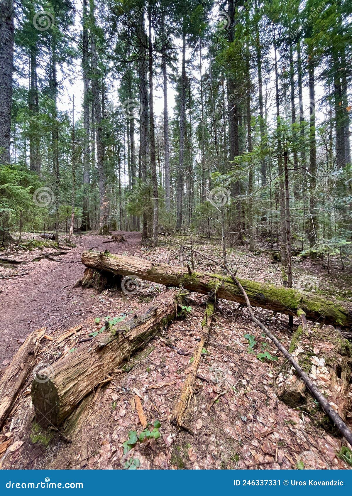 old trees in forest