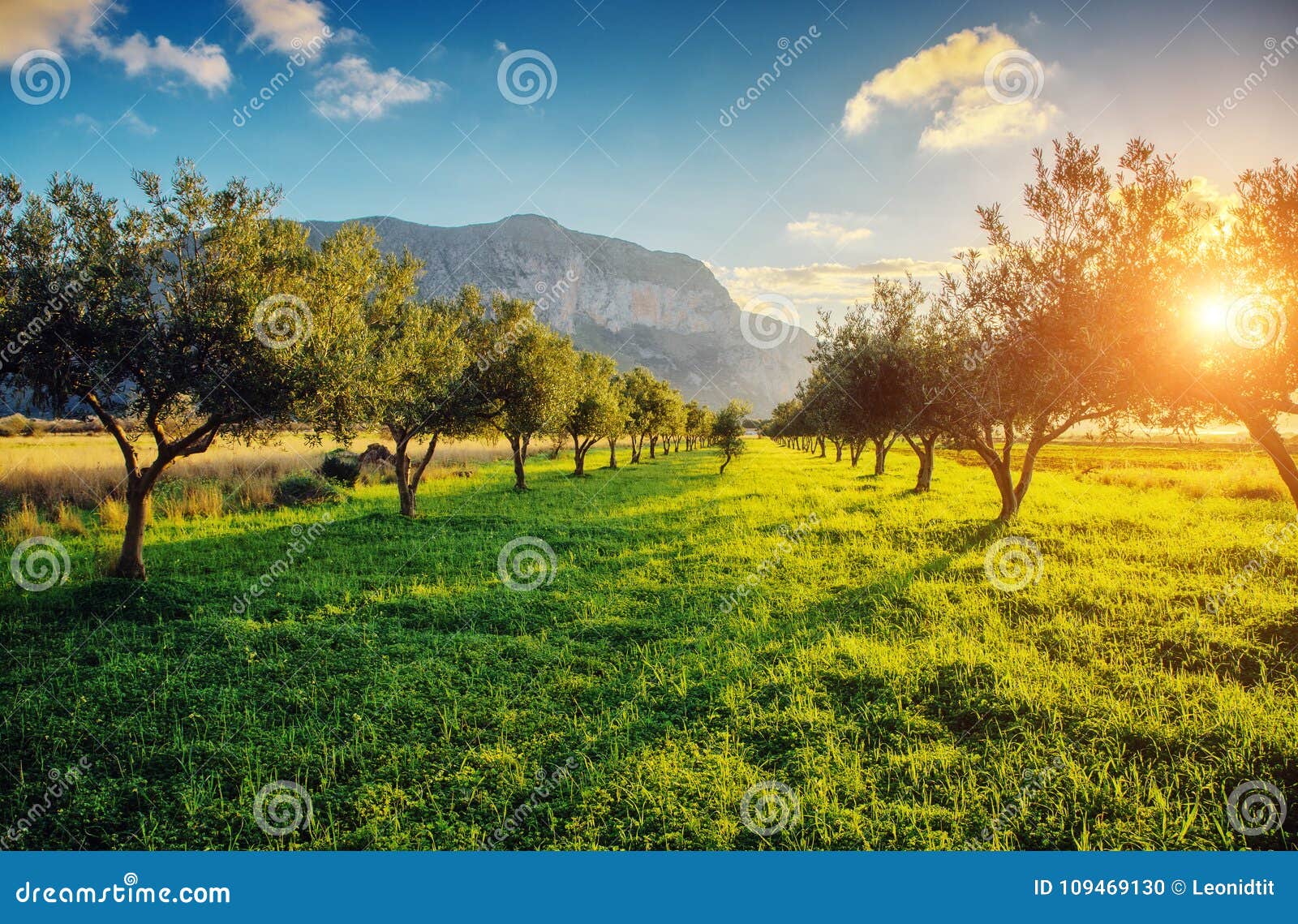 Beautiful Olive Garden Stock Photo Image Of Garden 109469130