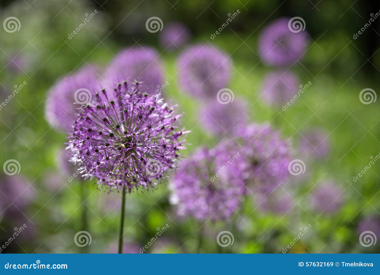 Beautiful of Onion Flower Stalks. Selective Soft Focus Stock Image