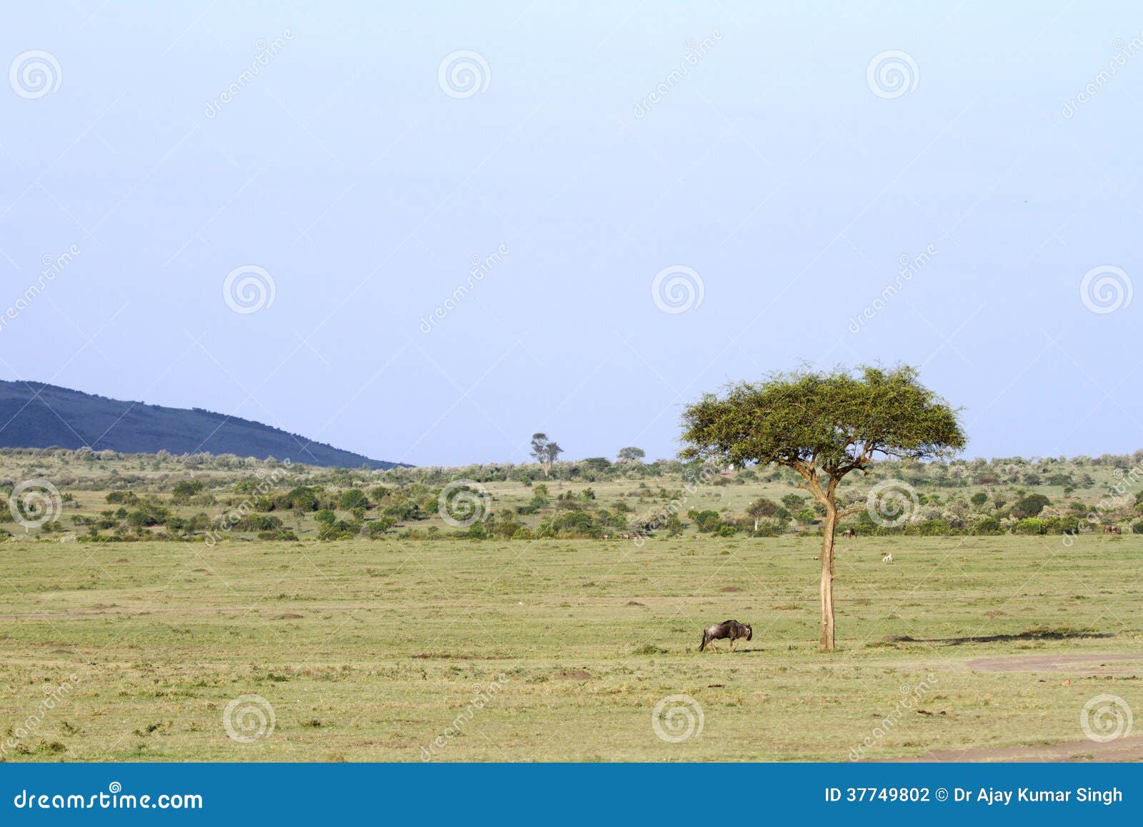 beautiful open savanna of masai mara and a wild wildebeest near the tree