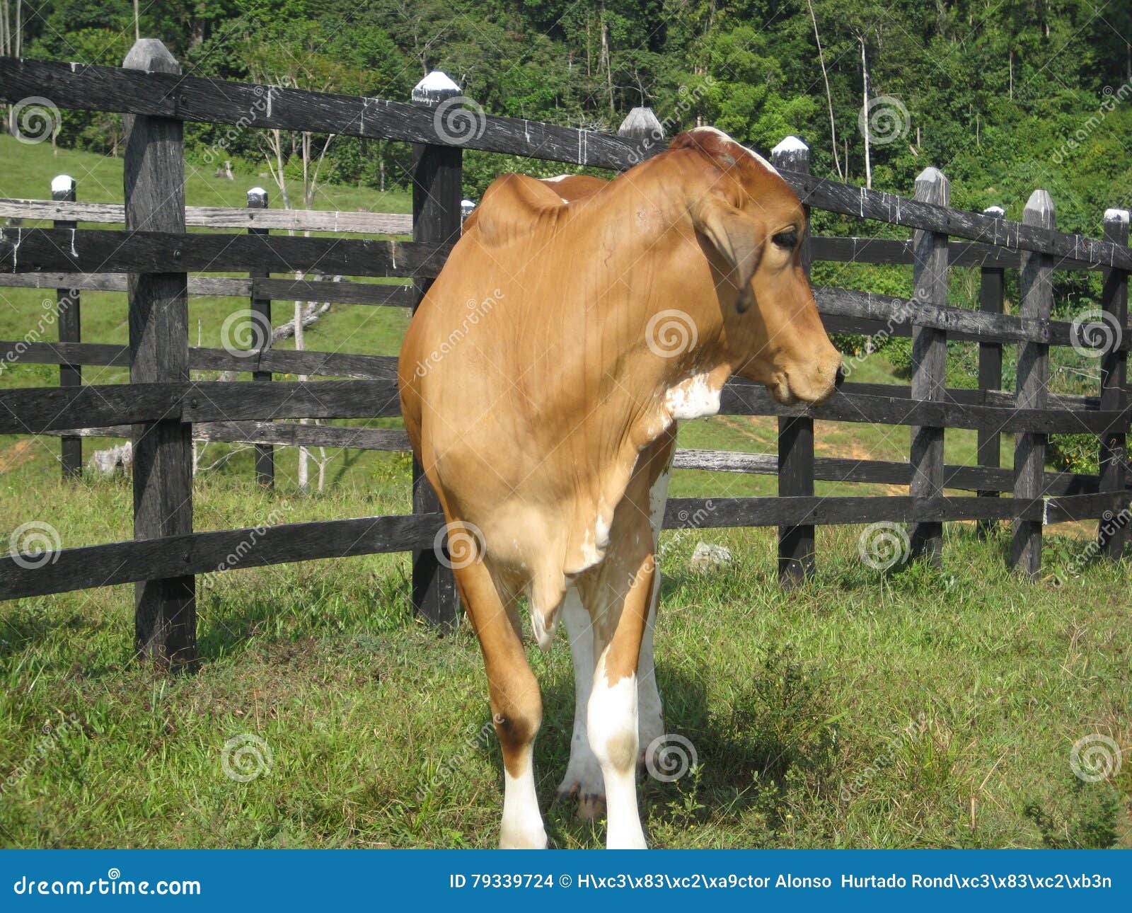 Beautiful orange beef zebu stock photo. Image of meat 79339724