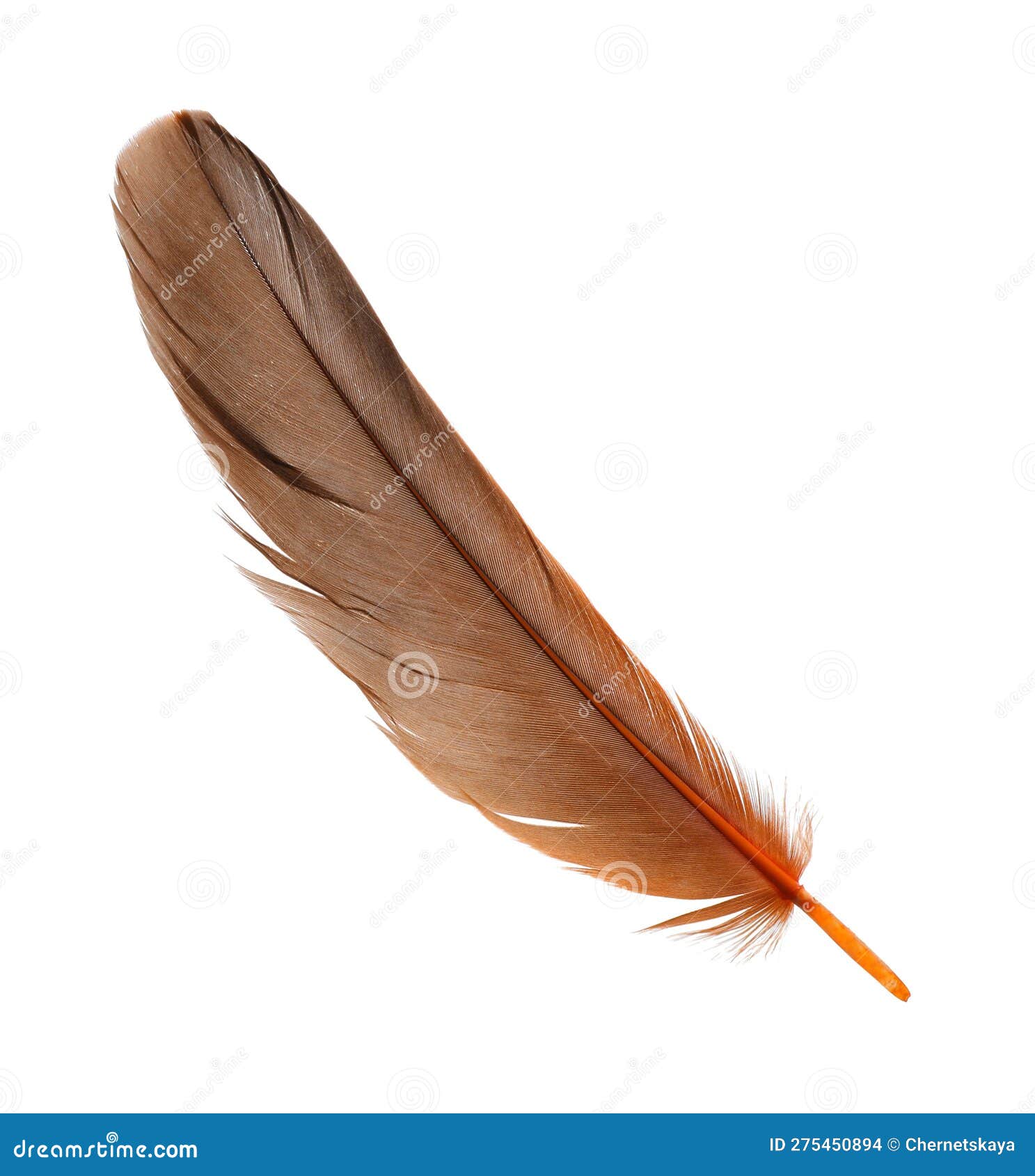 Beautiful Orange Bird Feather Isolated on White Stock Photo Image of