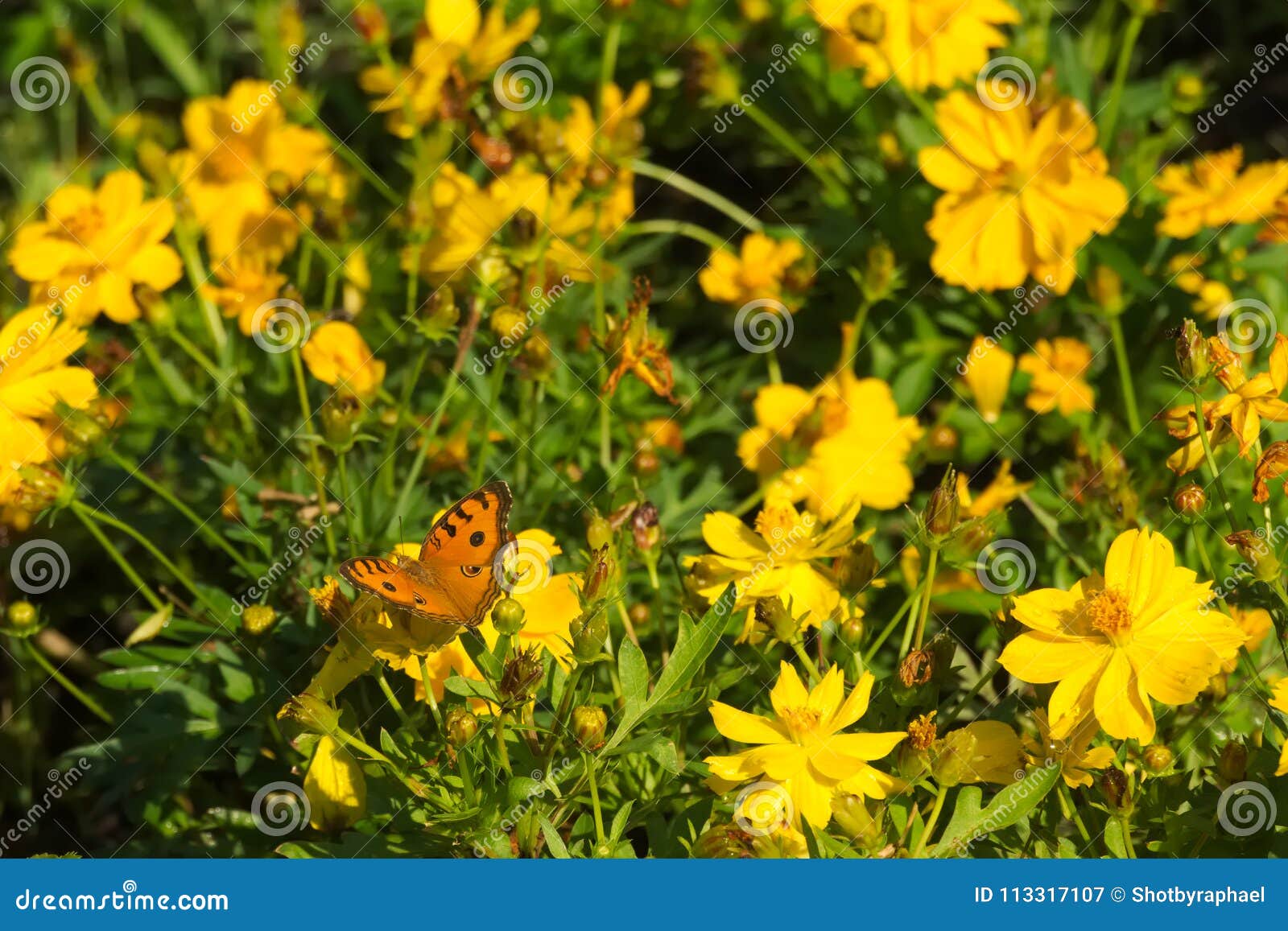 A Beautiful Orange And Black Thai Butterfly Atop A Stunning Group