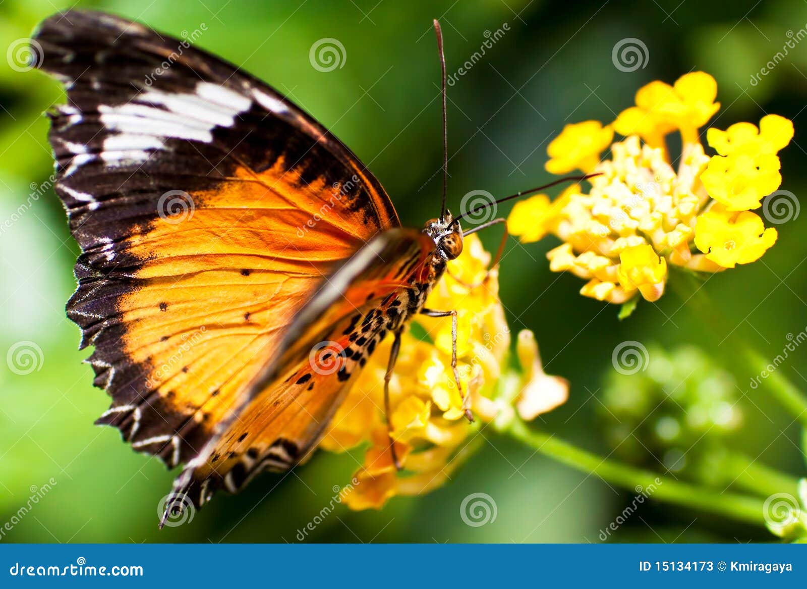Beautiful Orange Butterfly on a Yellow Flower Stock Image Image of