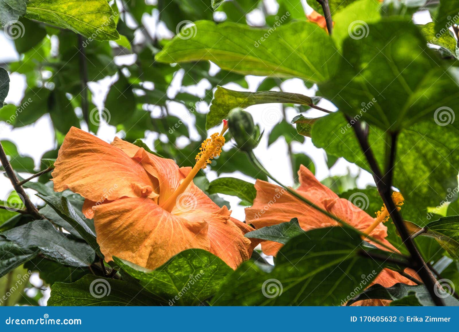 orange chinese roses