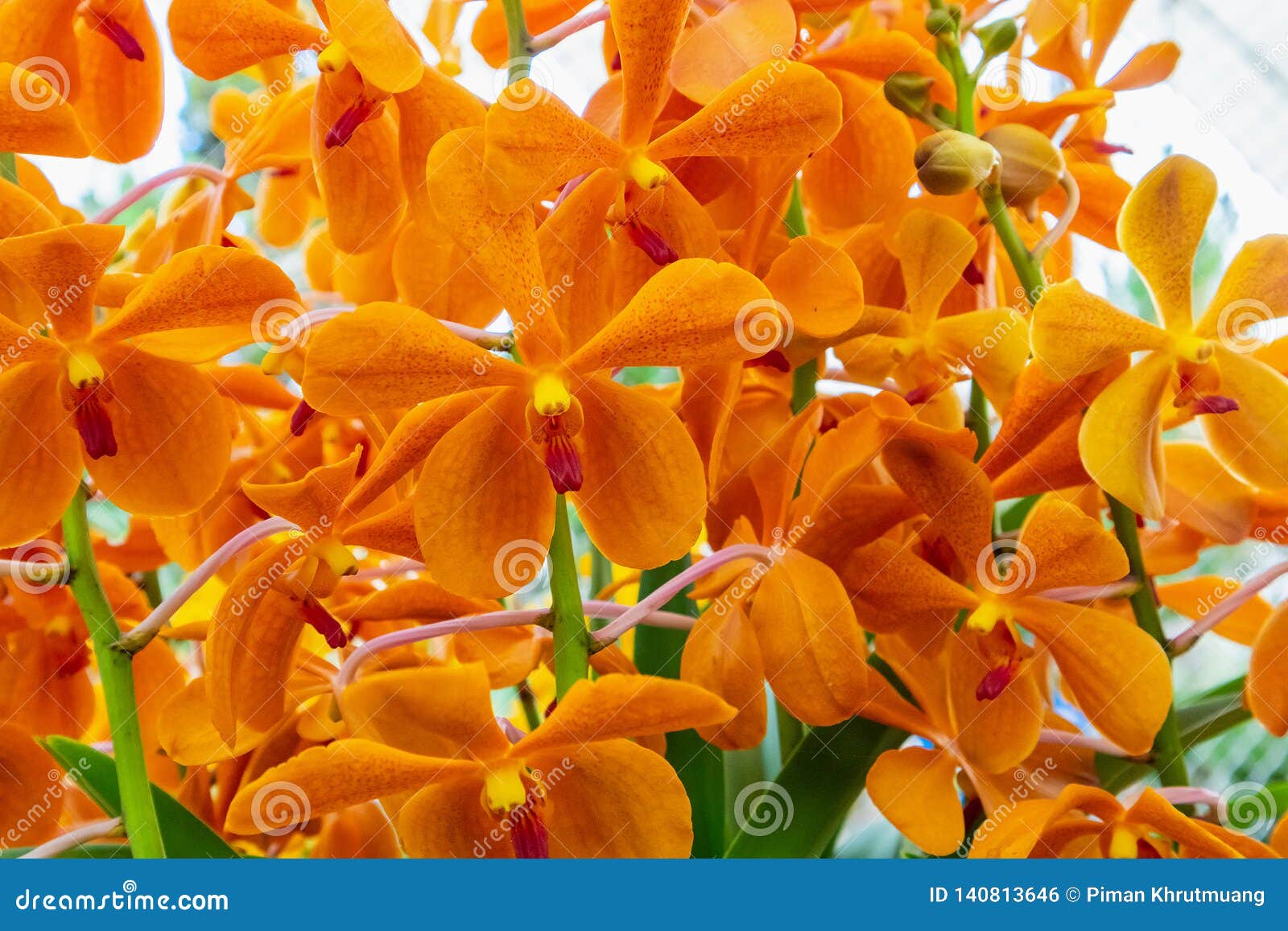 Orange Color Vanda Orchid Flowers Stock Photo - Image of color, blooming:  140813646