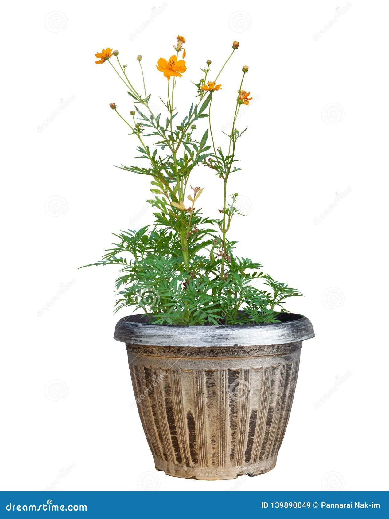 Beautiful Orange Cosmos Flower in Pot Isolated on White Background. Stock  Image - Image of blooming, cosmos: 139890049