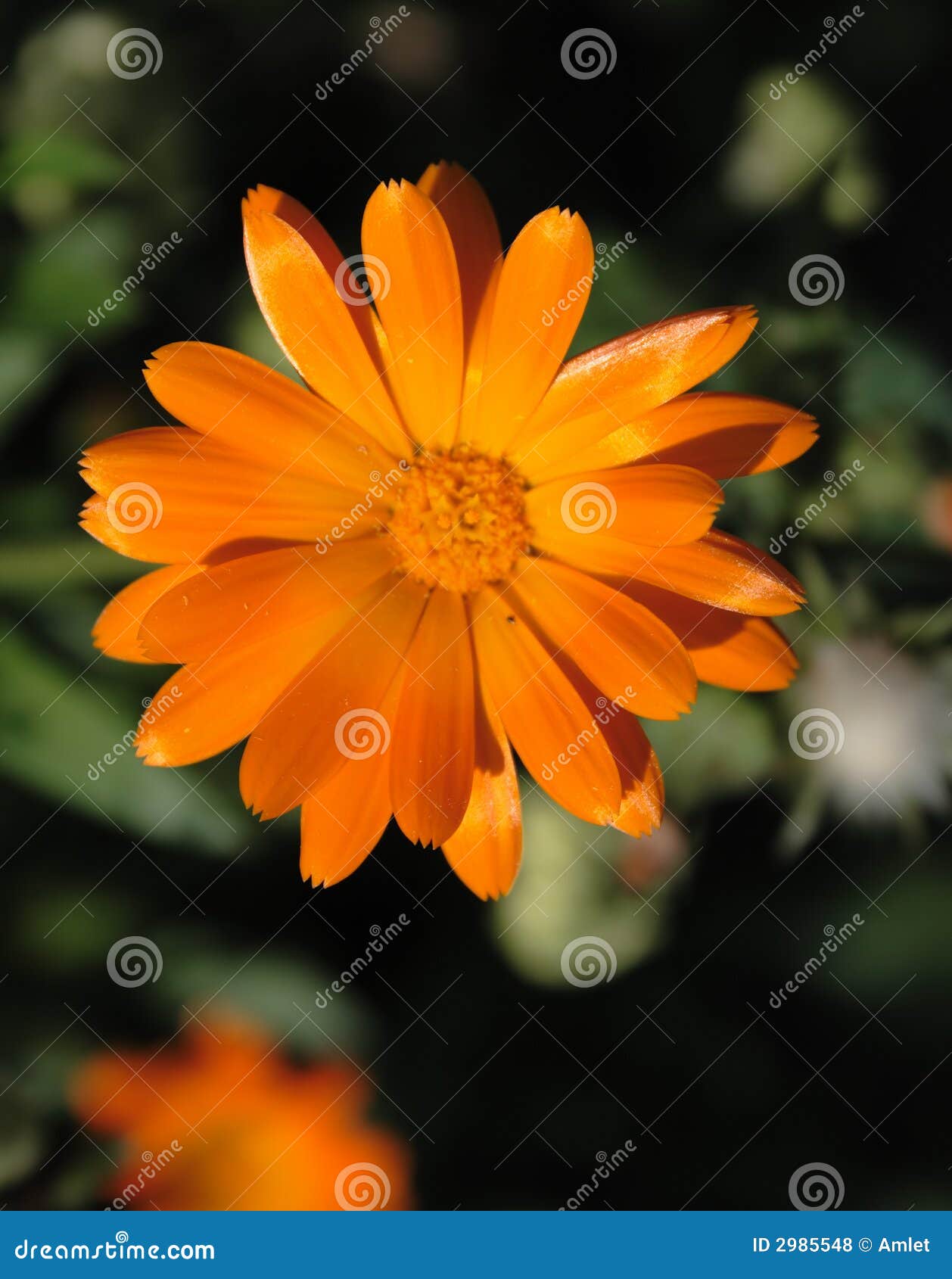 Beautiful orange flower stock photo. Image of flower, smell 2985548