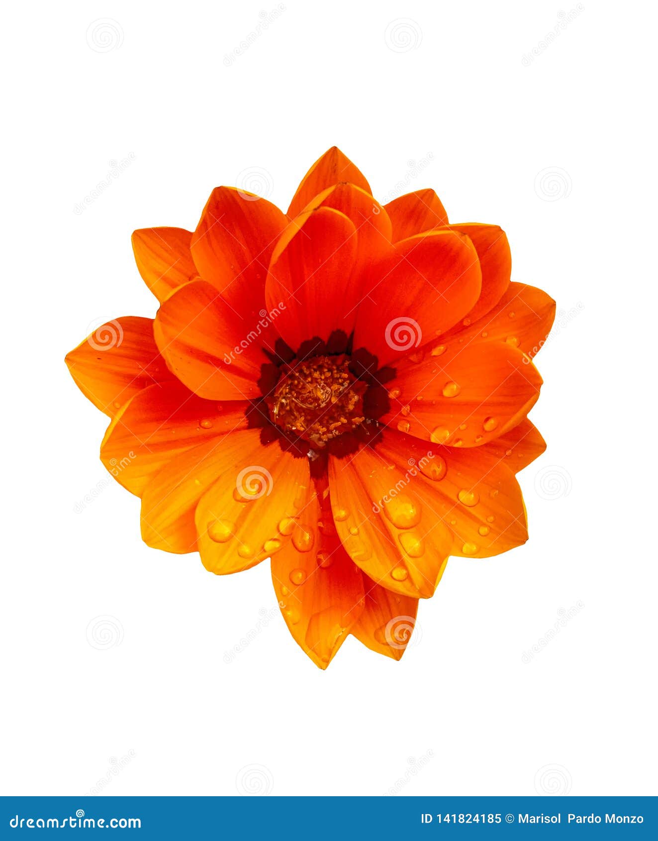 Beautiful Orange Flower on a White Background Stock Image Image of