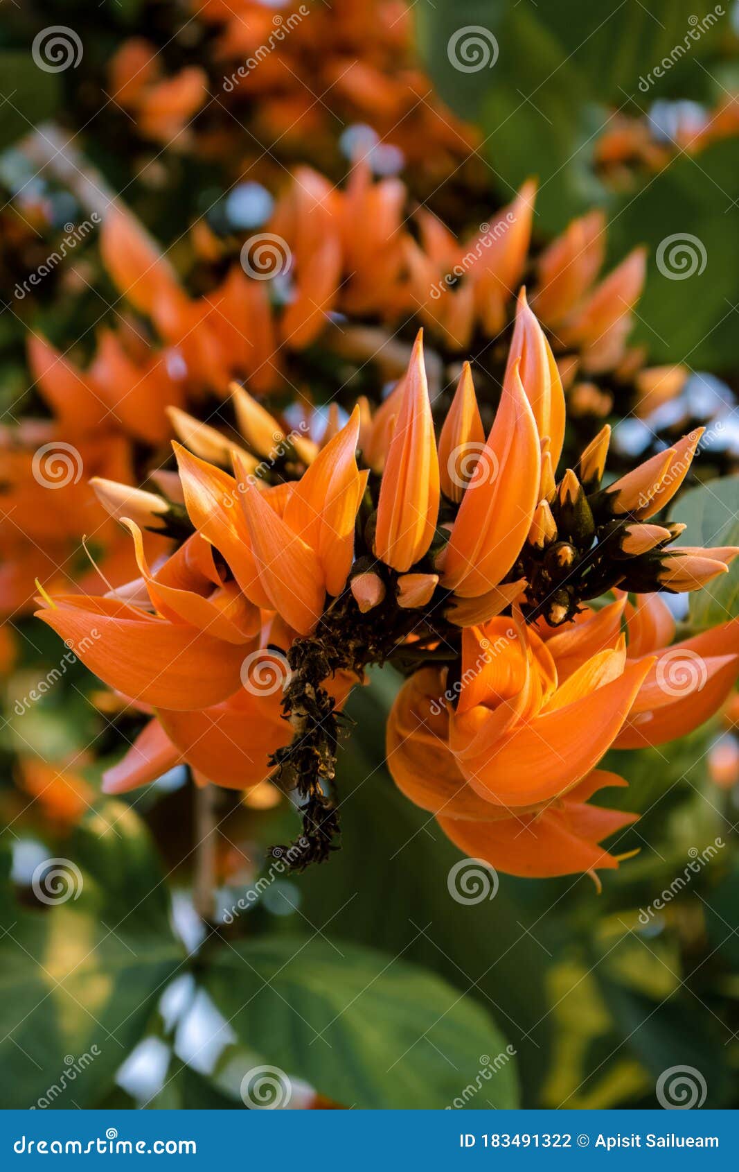 beautiful orange flowers blooming,bastard teak