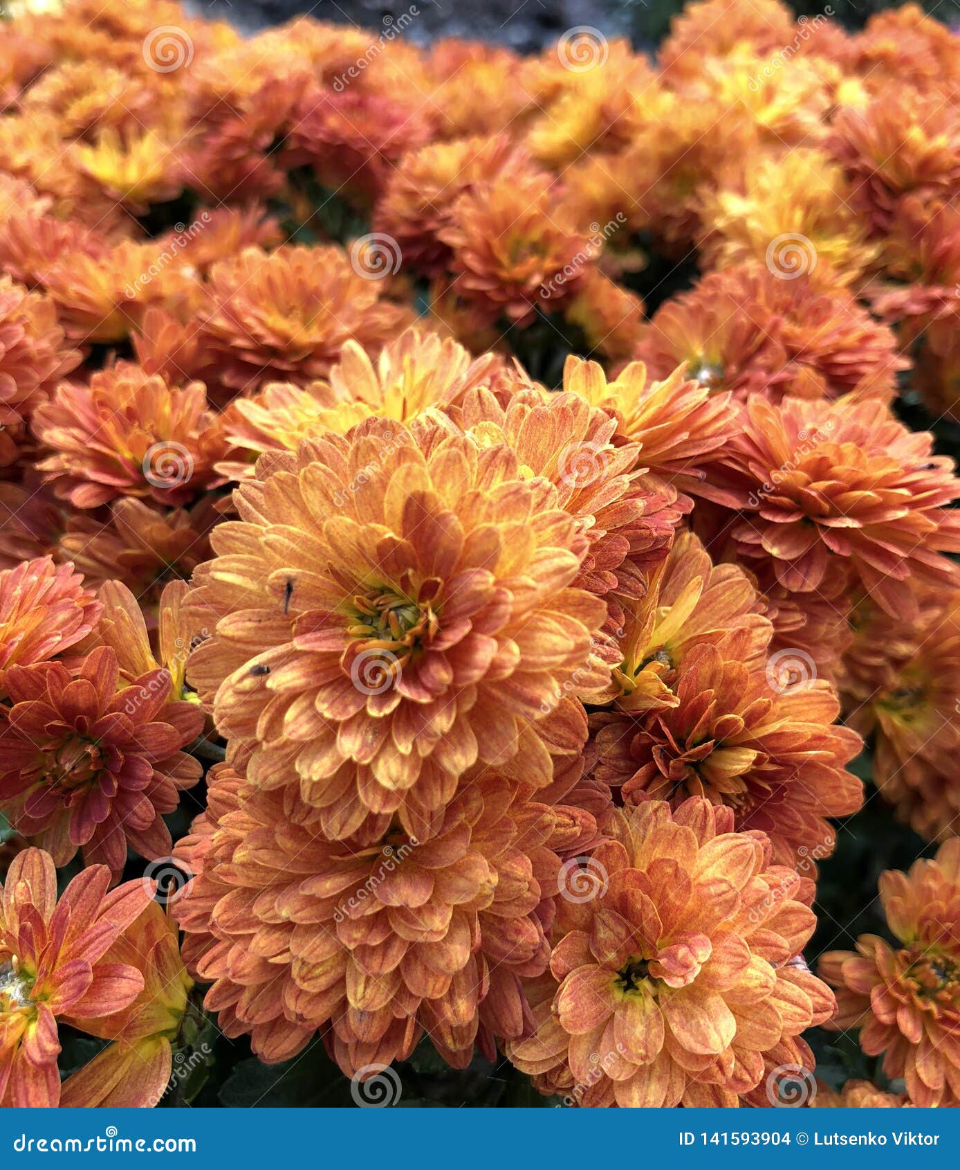 Beautiful Orange Flowers of Chrysanthemums Stock Photo Image of