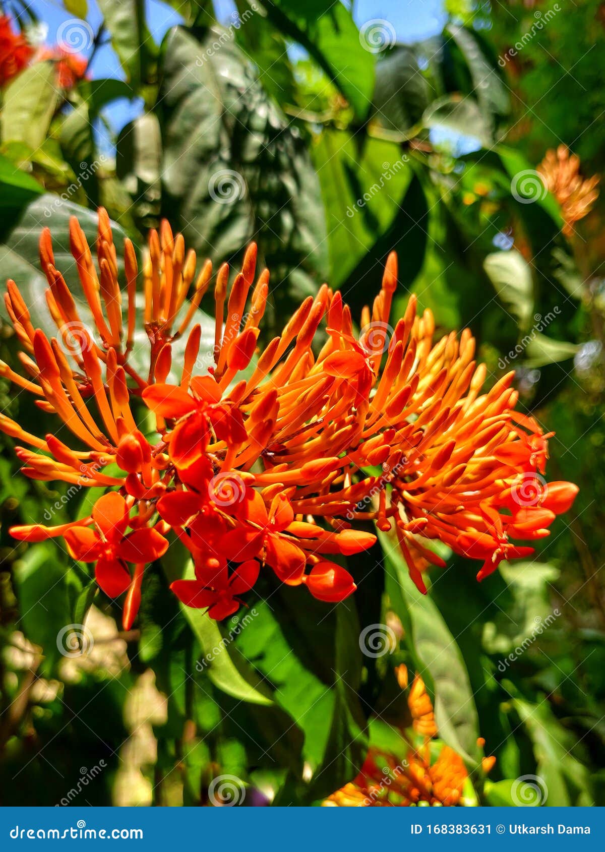 Beautiful Orange Four Petal Flower With Same Other Flower Before The