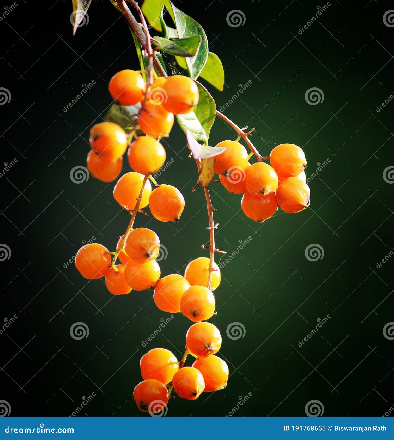 Beautiful Orange Fruit in Asian Jungle Stock Image Image of beautiful