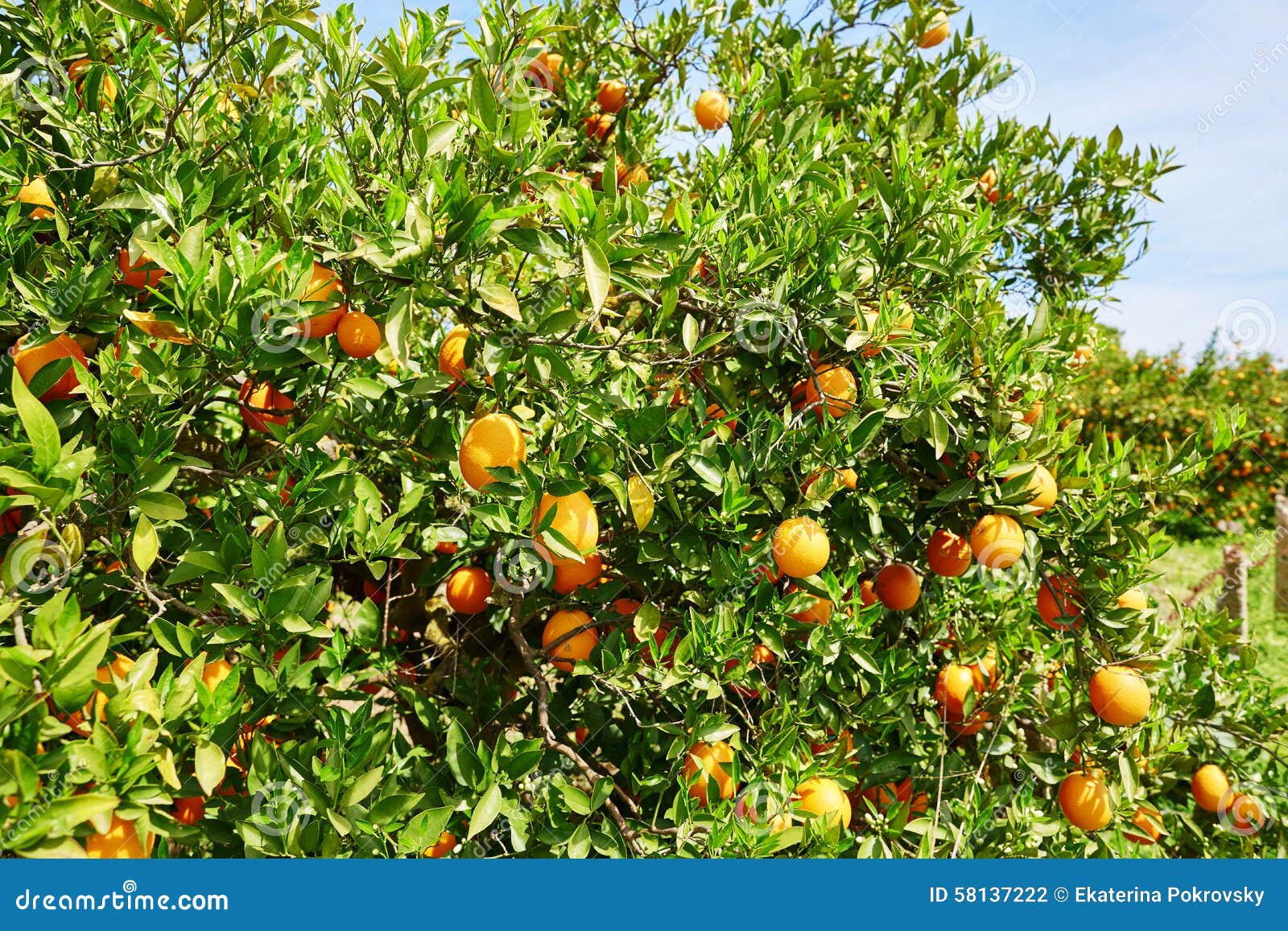 beautiful orange grove in northern morocco