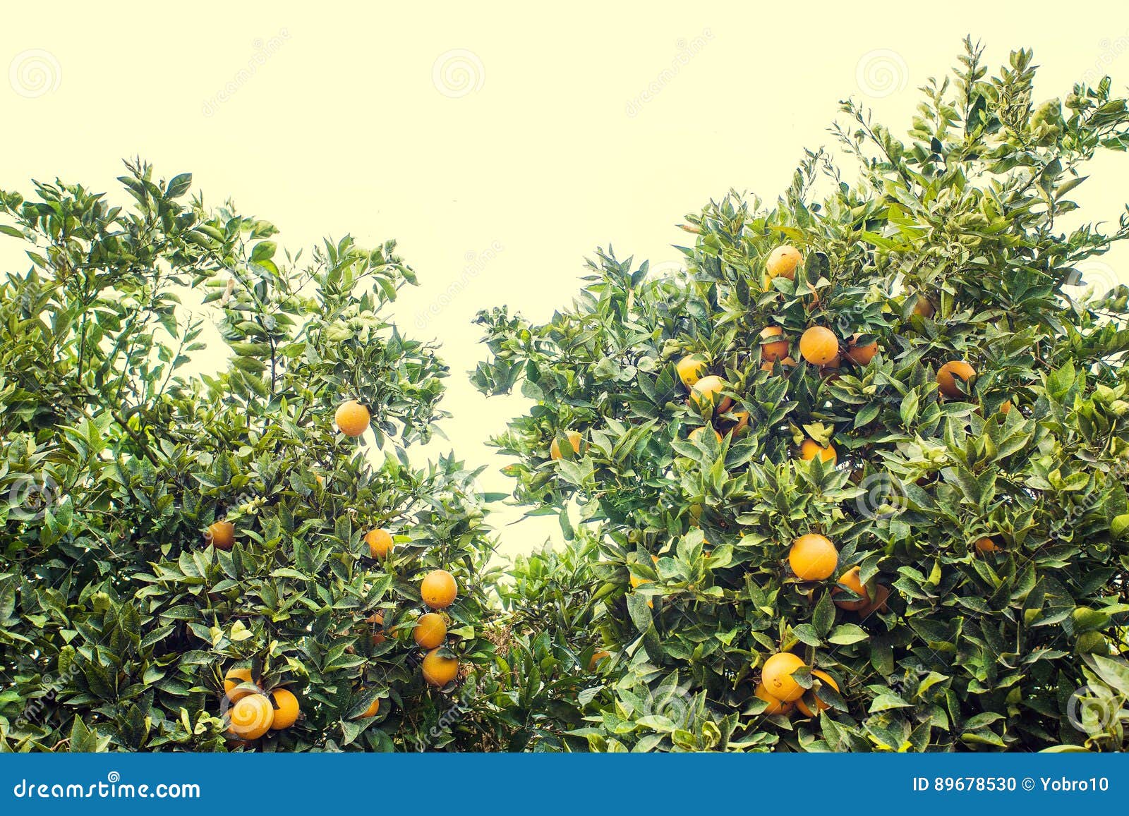 beautiful and orange grove