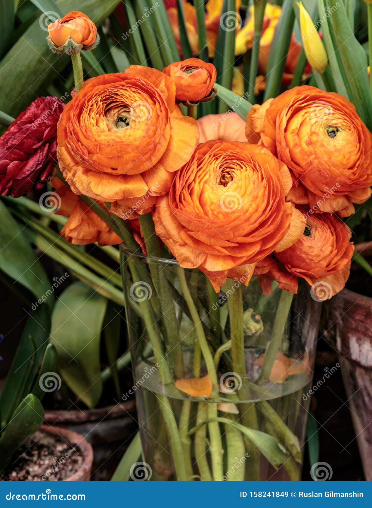orange buttercup flower orange buttercup flower