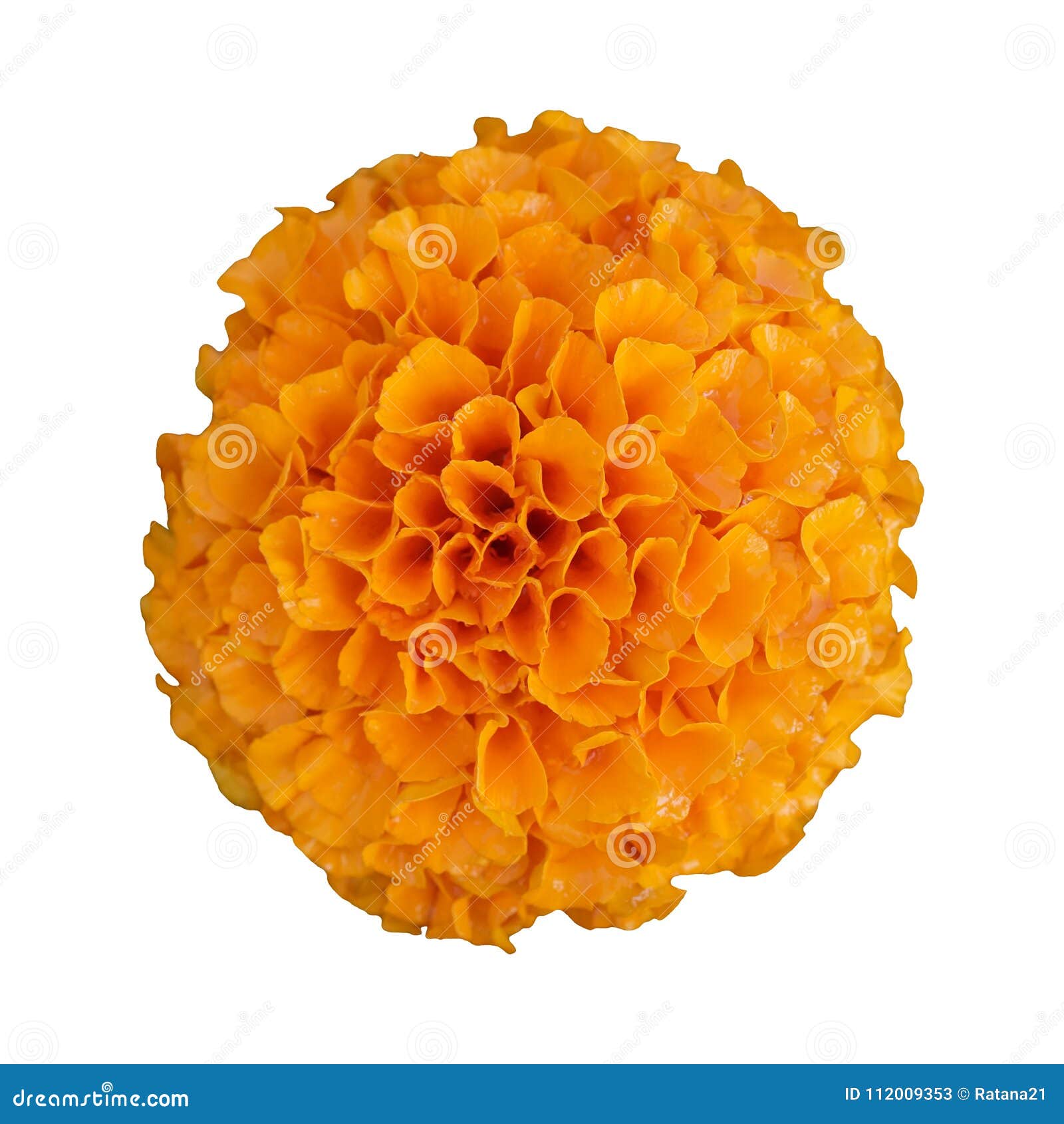 Beautiful Orange Marigold Flower Isolated on White Background Stock ...