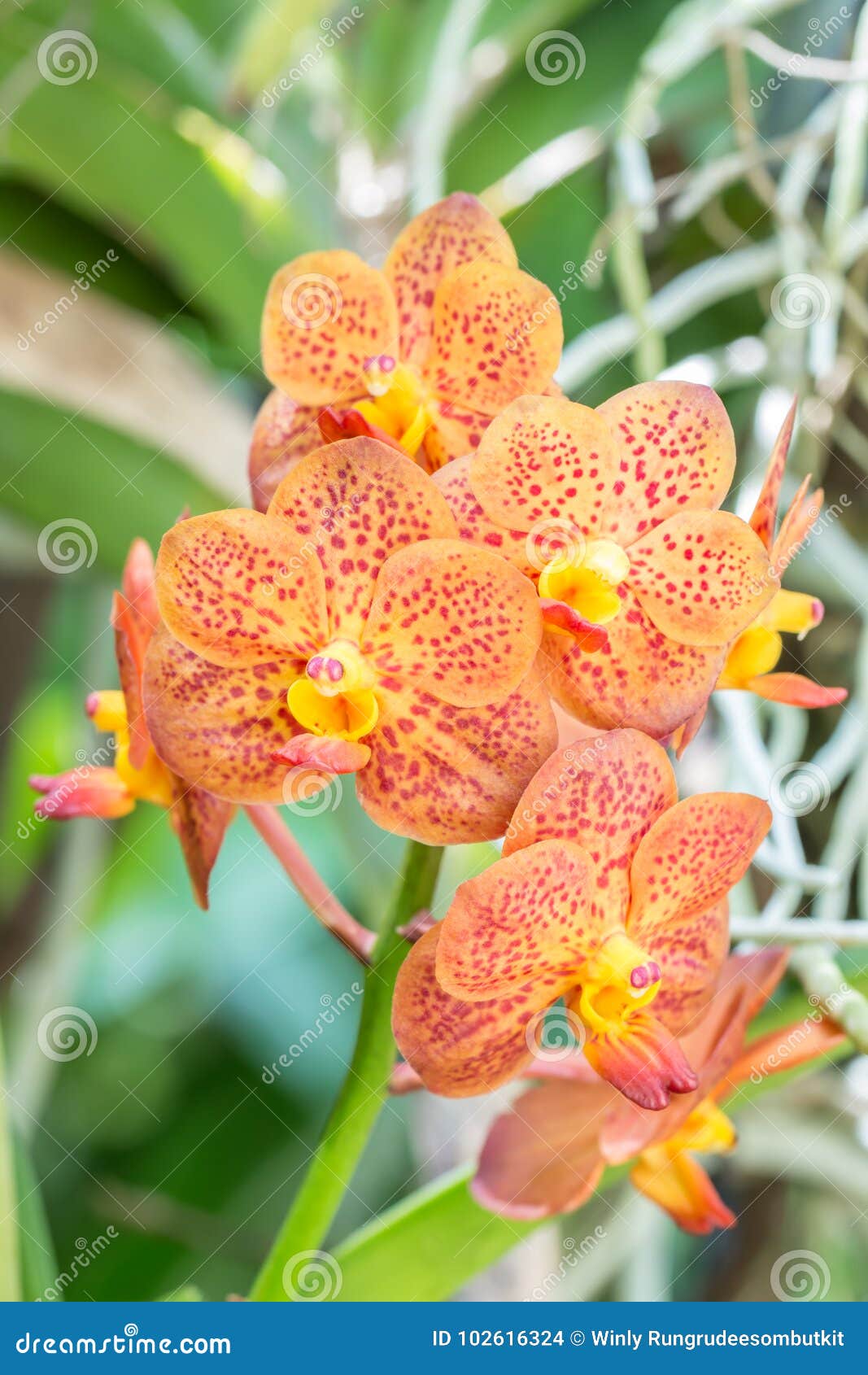 Beautiful Orange Orchid, Colorful Vanda. Stock Photo - Image of orchid,  macro: 102616324